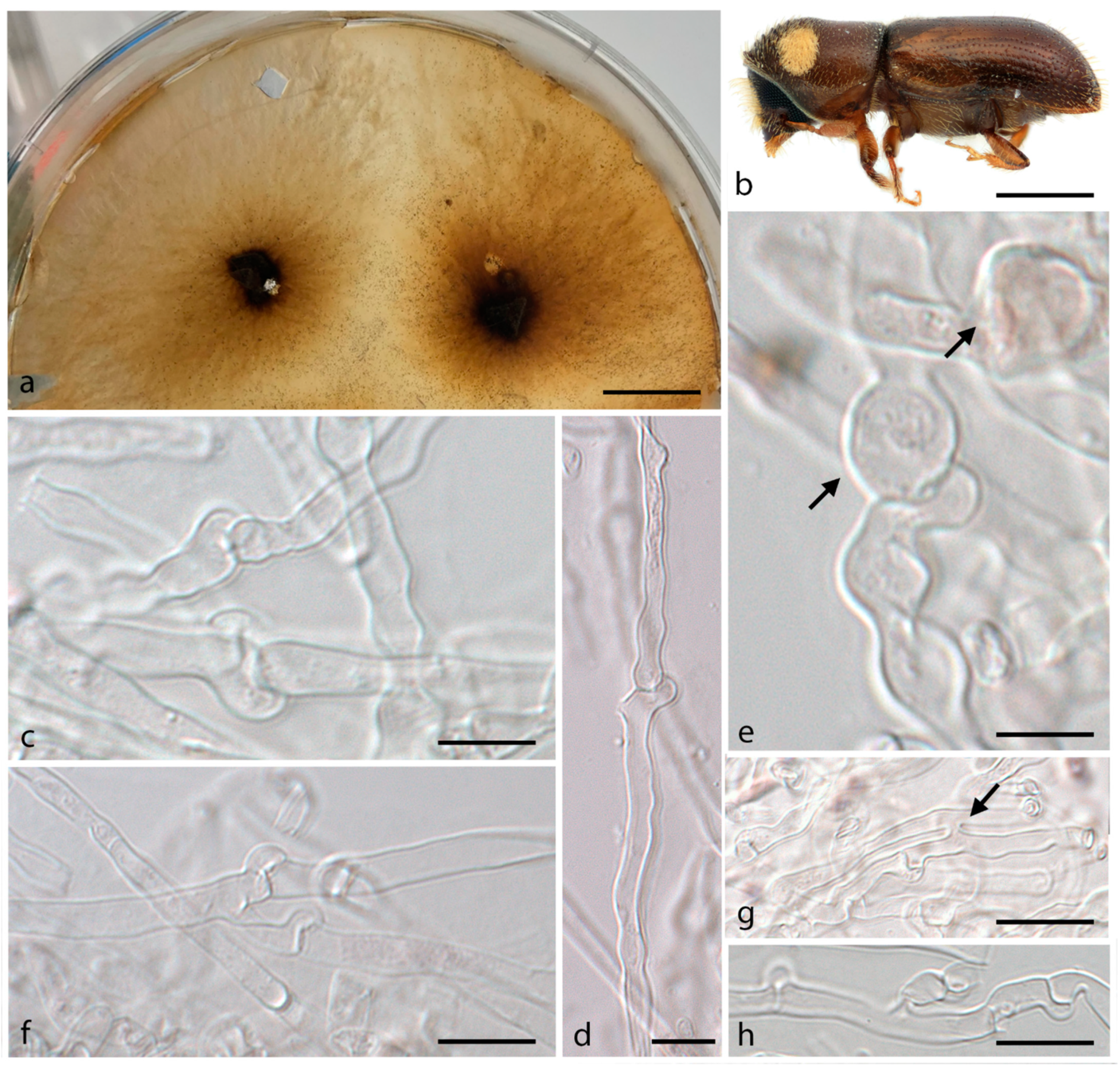 Jof 07 01043 g003 550