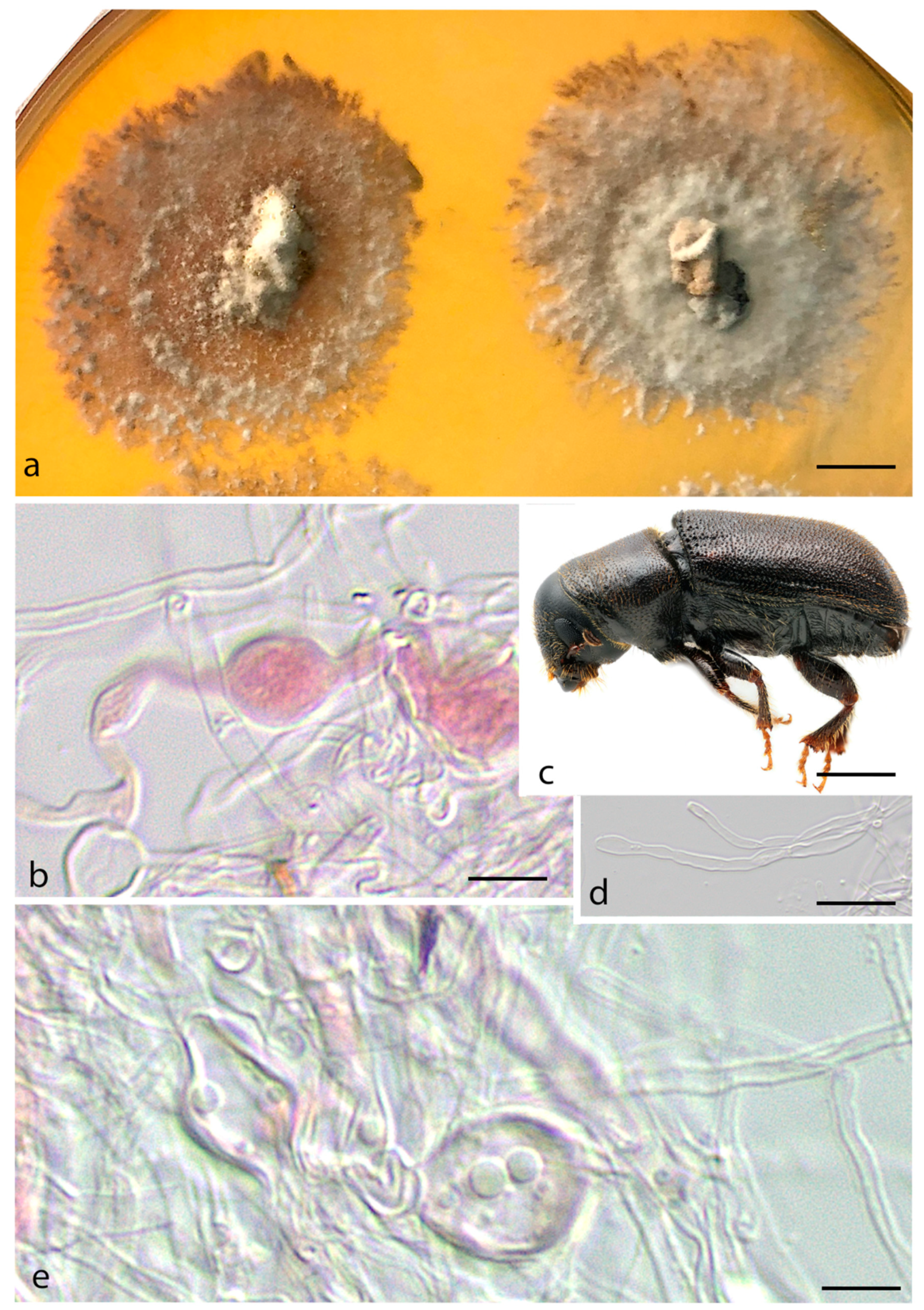 Jof 07 01043 g004 550