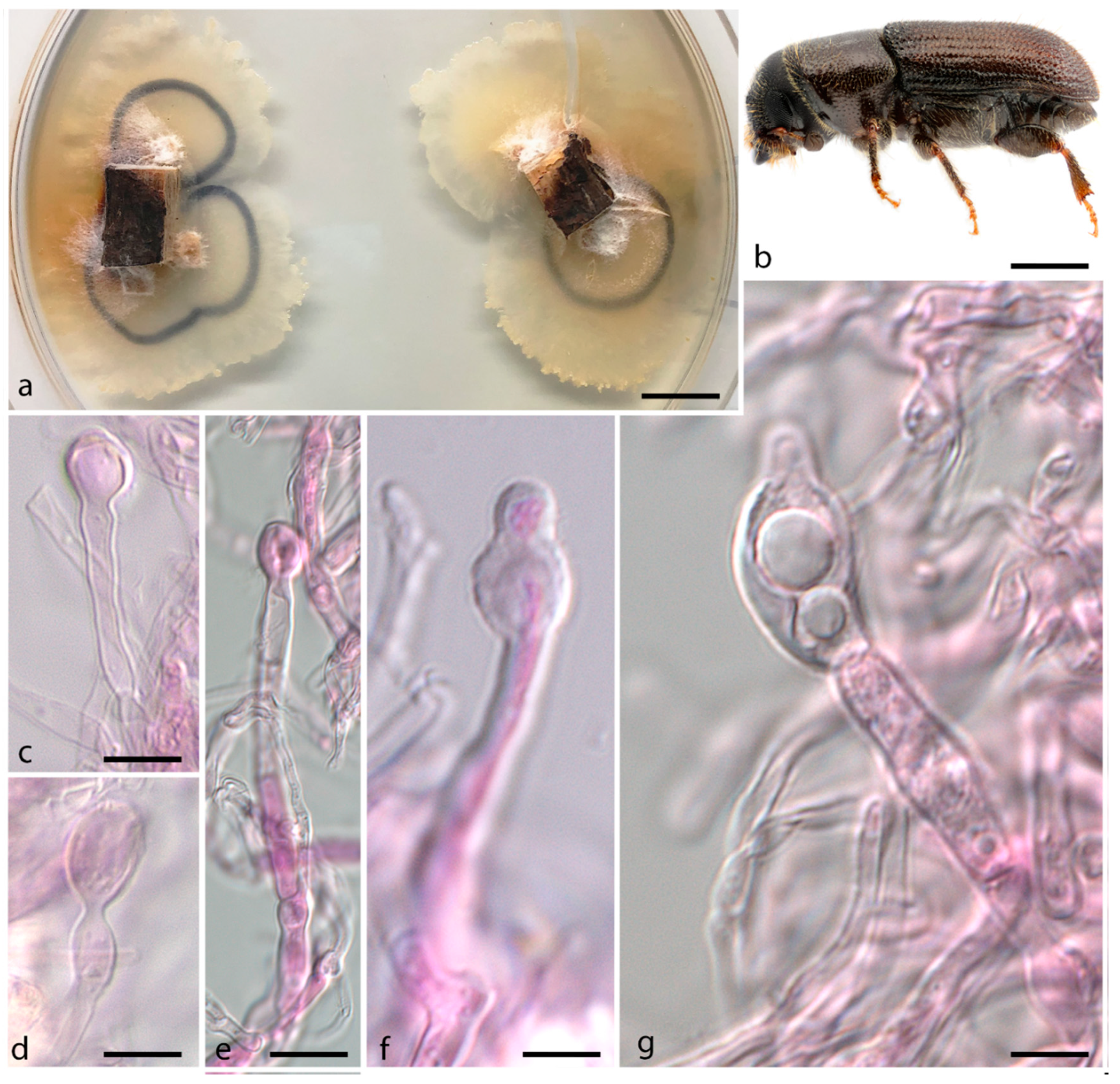 Jof 07 01043 g005 550