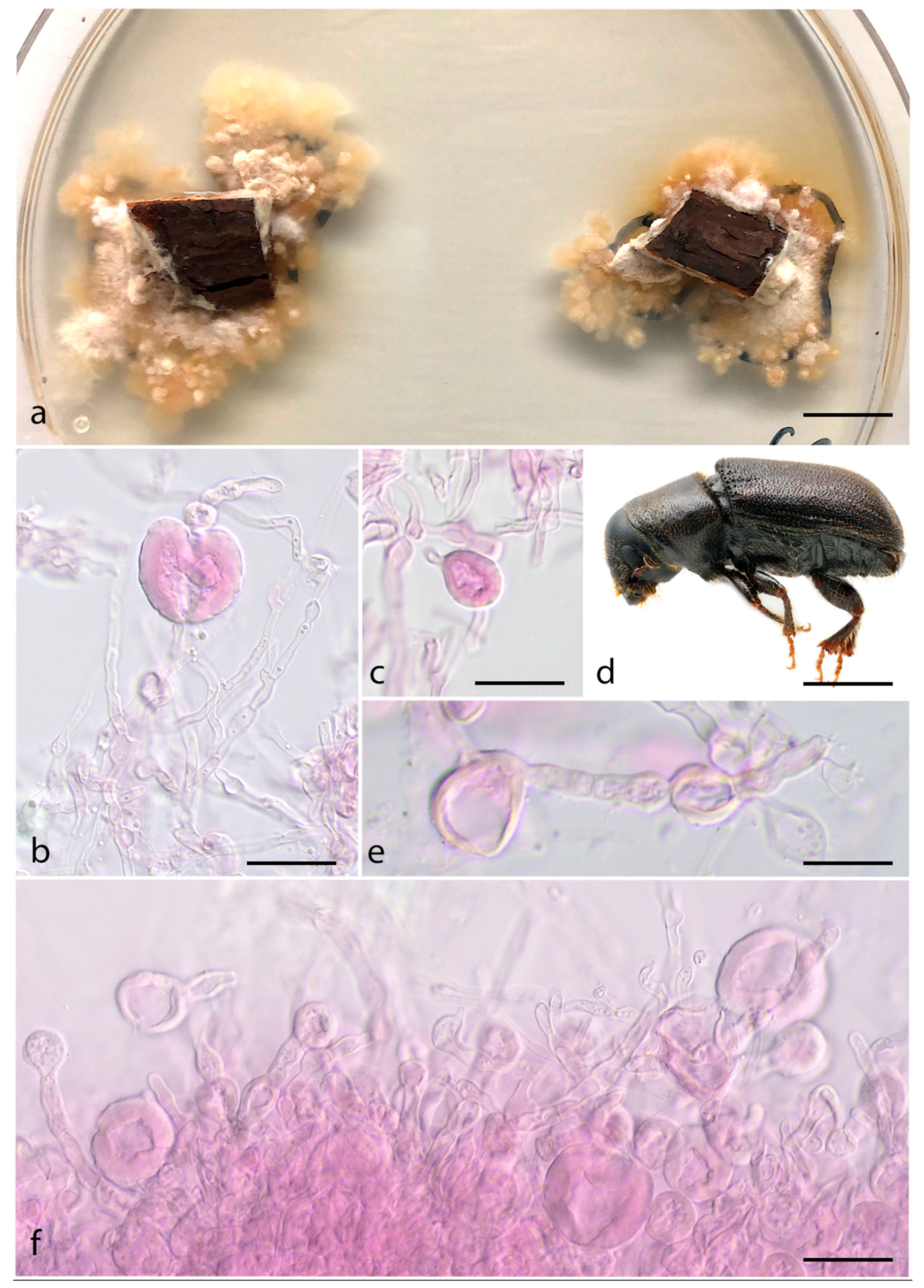 Jof 07 01043 g006 550