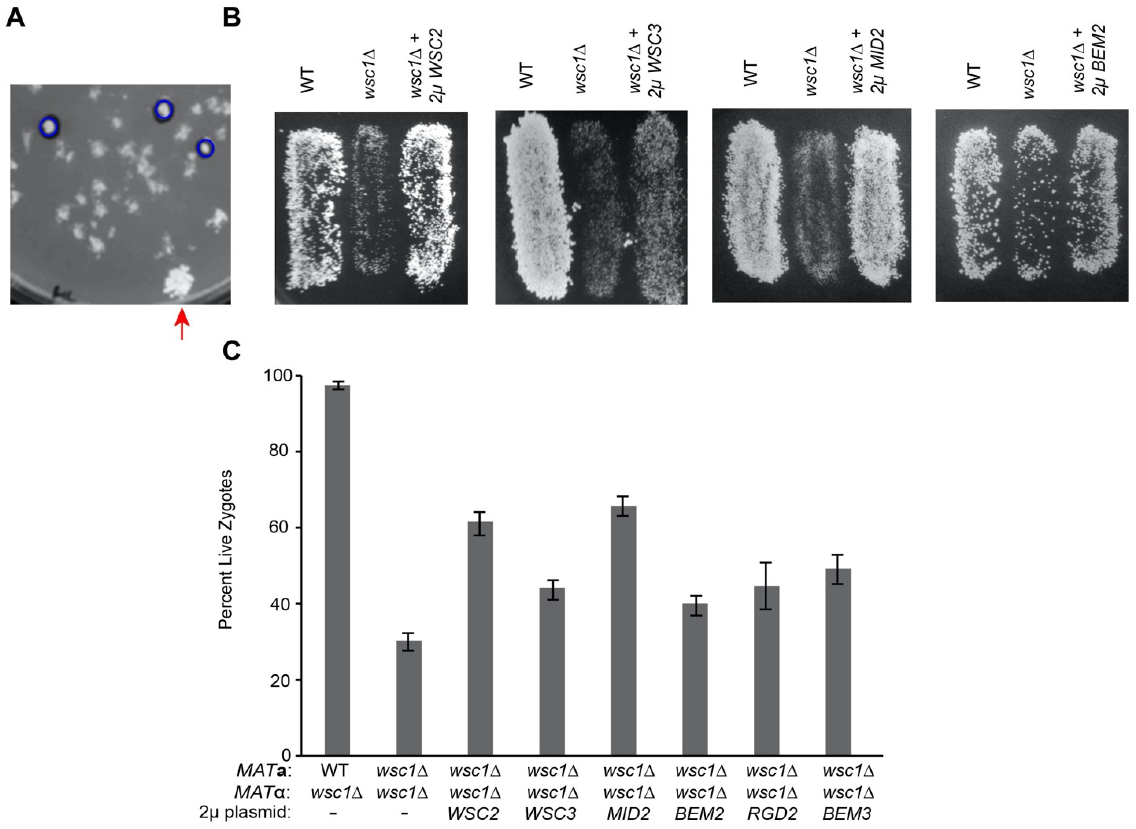 Jof 07 01049 g004 Jof 07 01049 g004