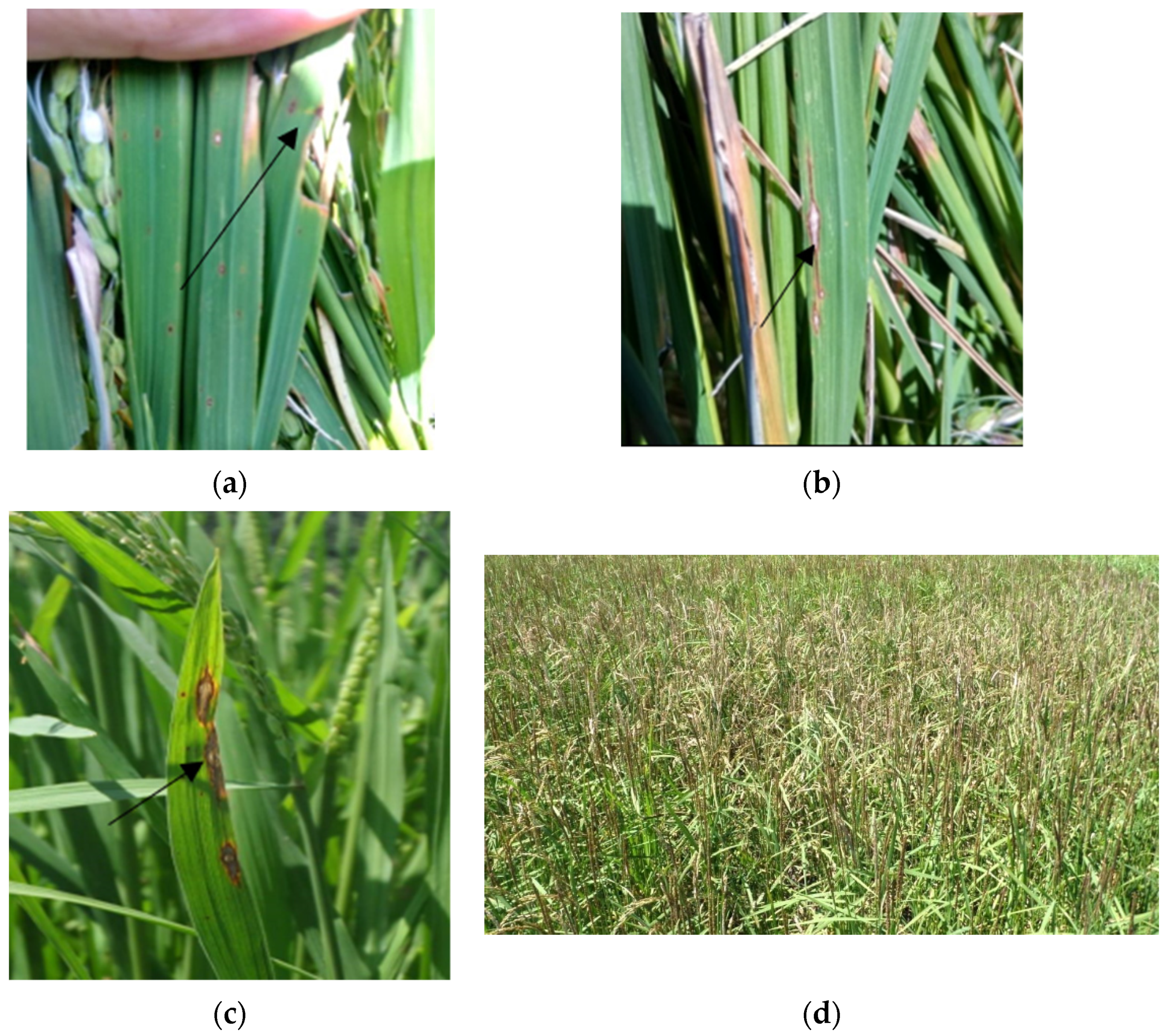 Jof 07 01060 g001 Jof 07 01060 g001