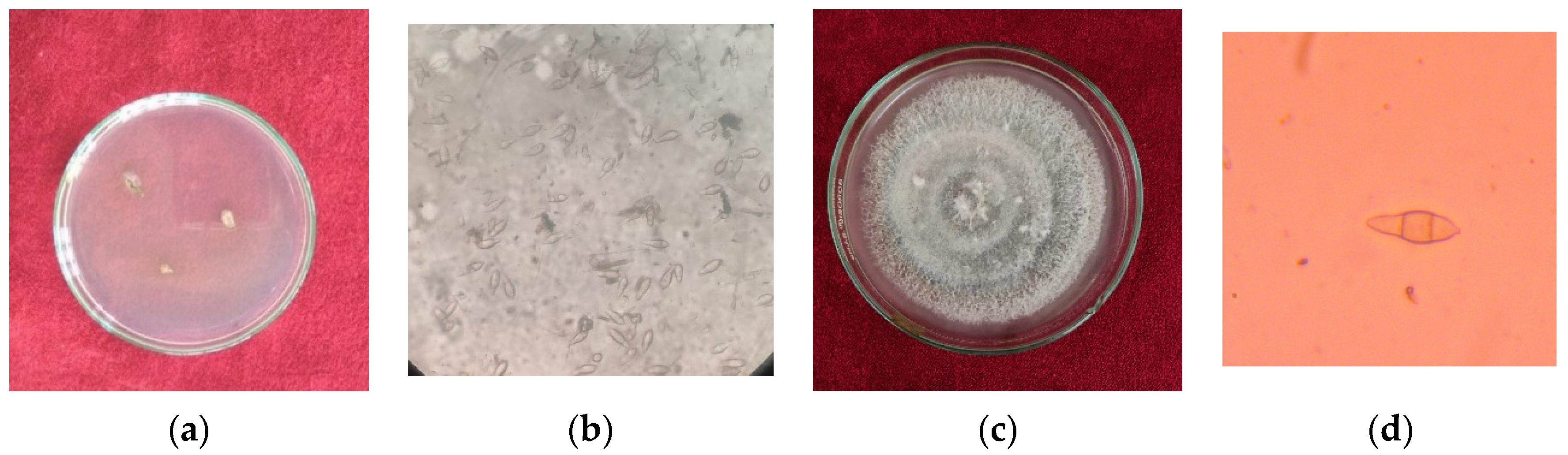 Jof 07 01060 g002 Jof 07 01060 g002