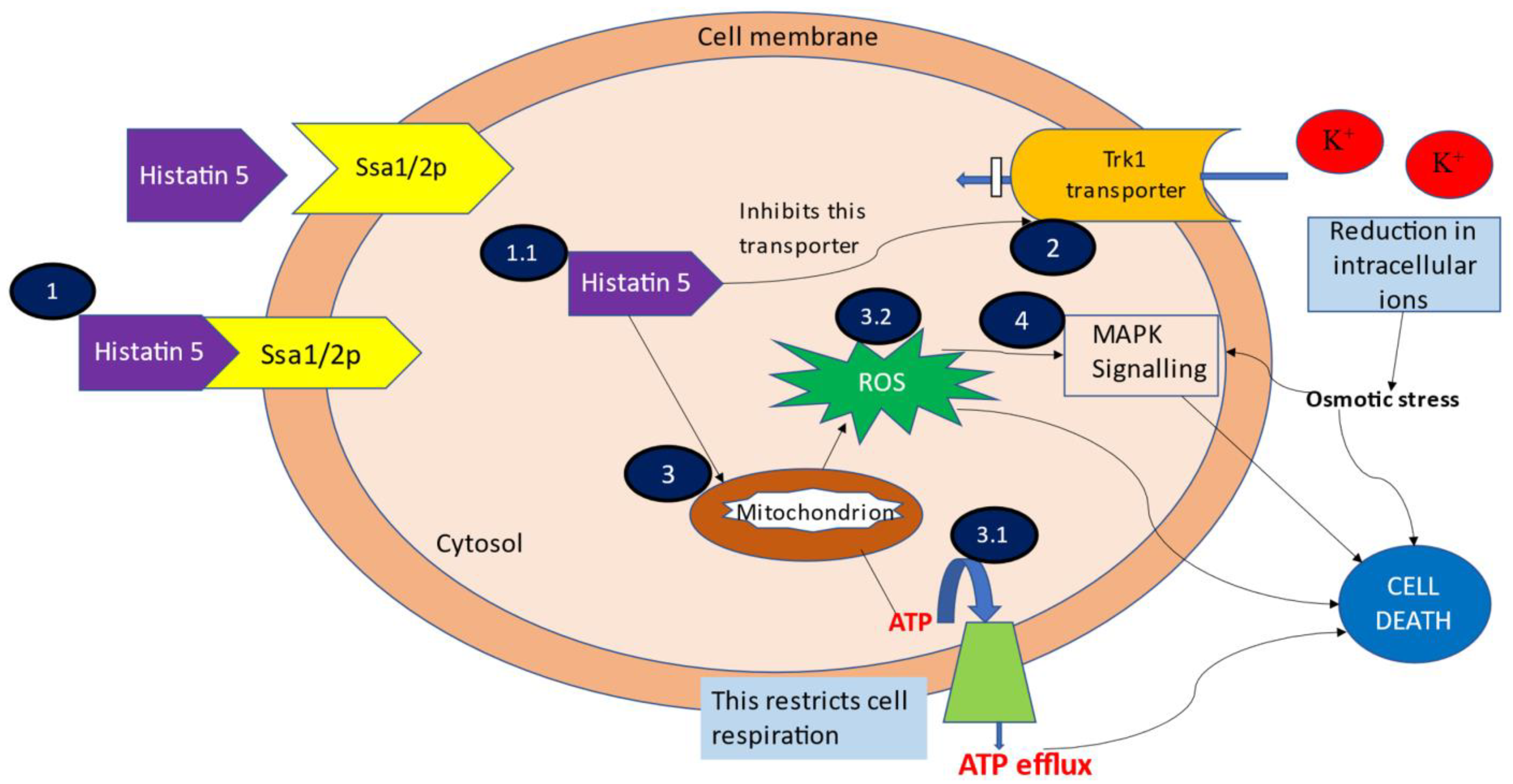Jof 07 01070 g001 550