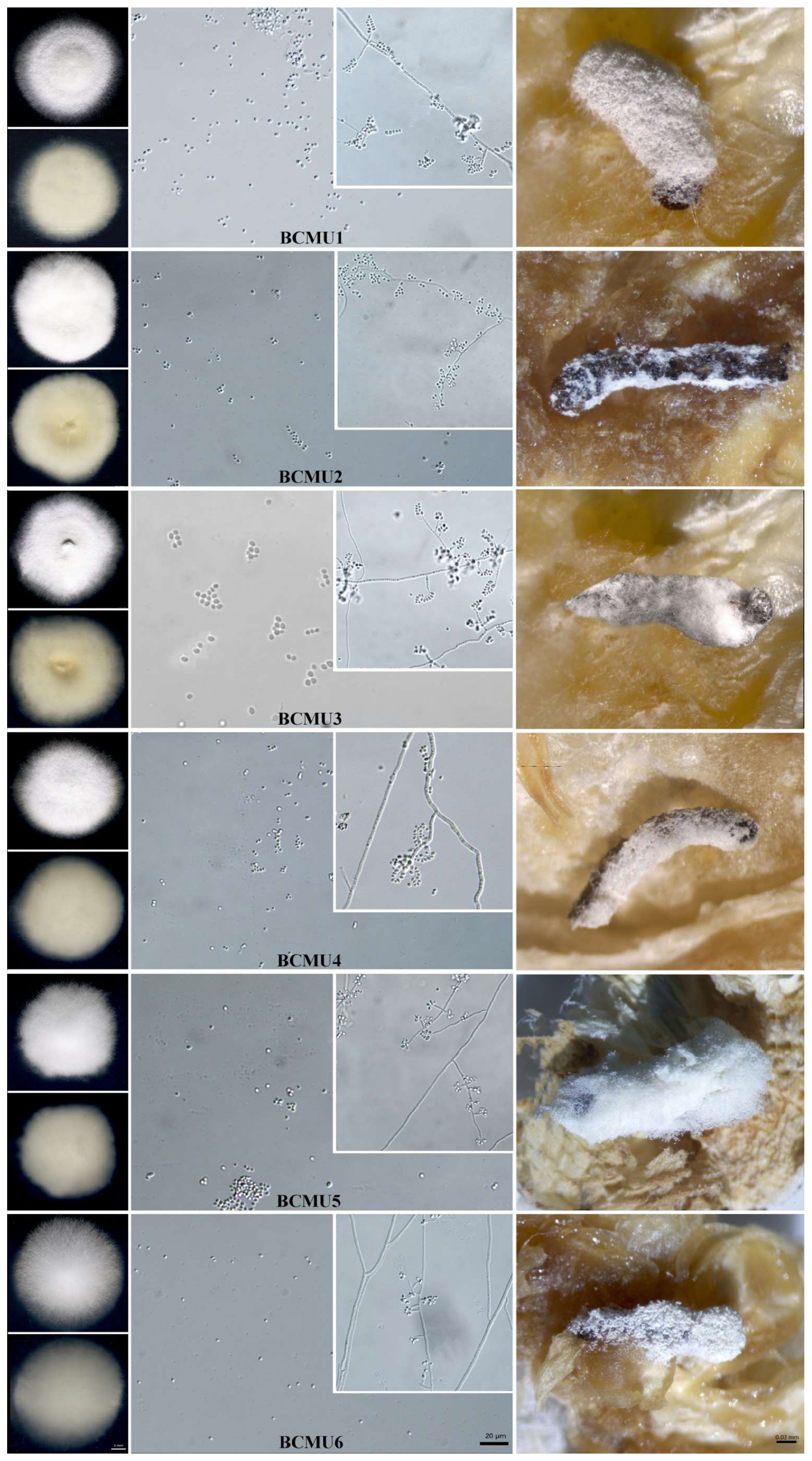 Jof 07 01073 g001 Jof 07 01073 g001