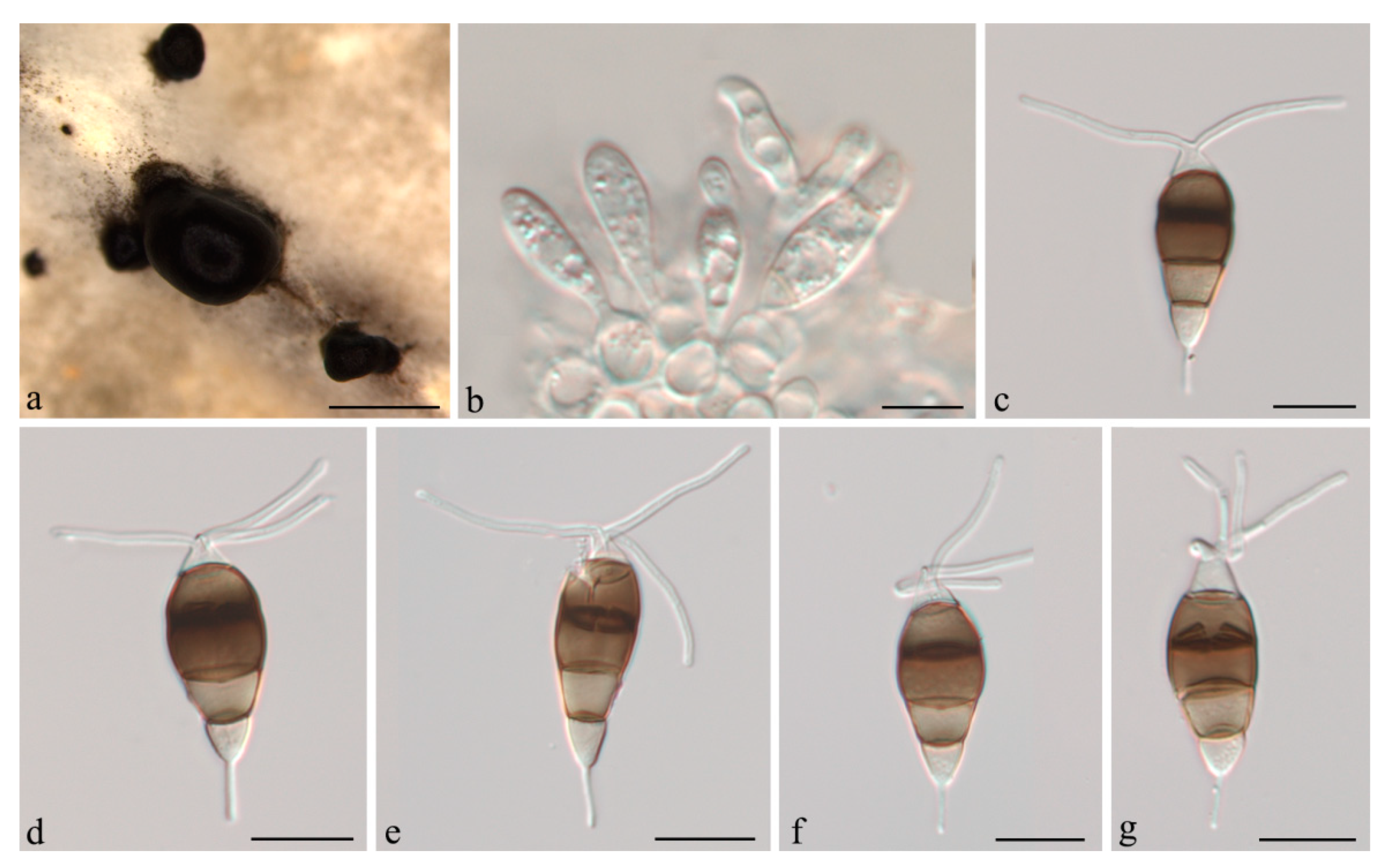 Jof 07 01080 g003 Jof 07 01080 g003