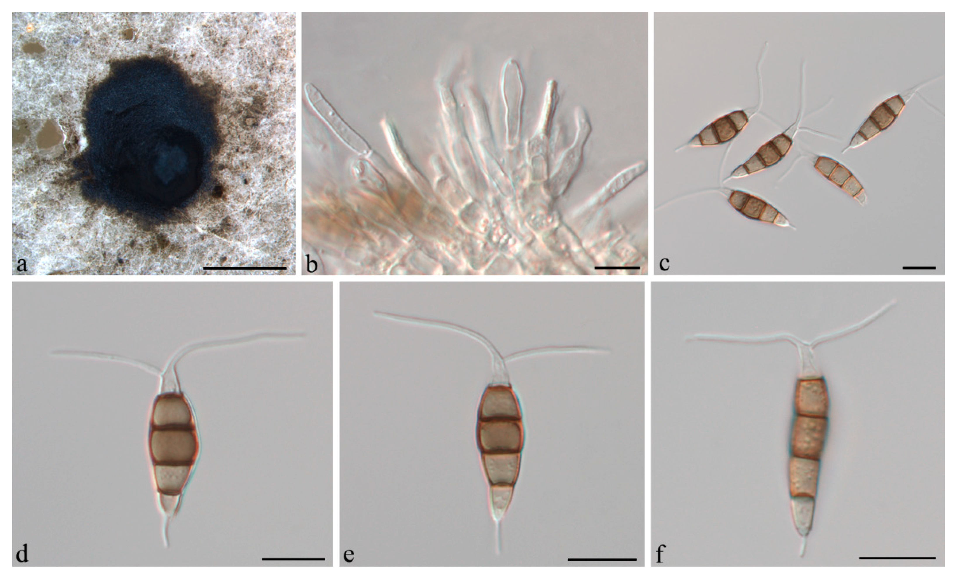 Jof 07 01080 g008 Jof 07 01080 g008