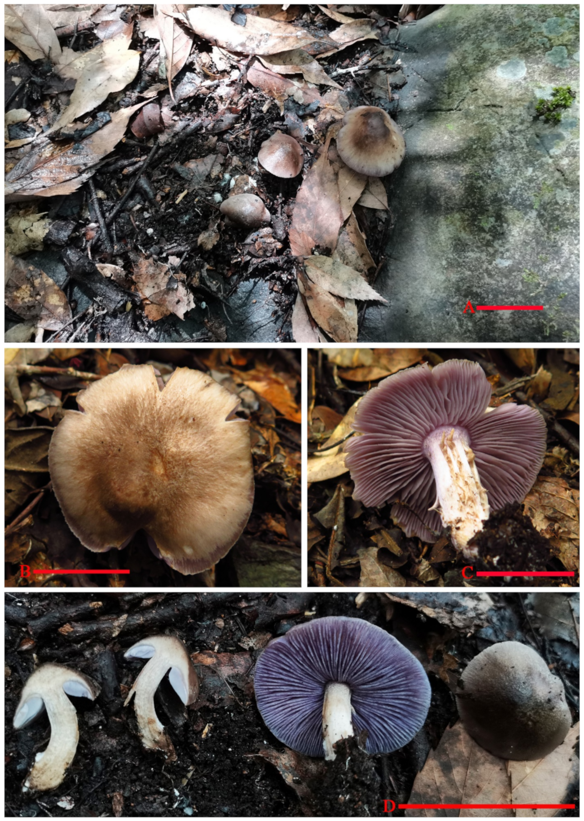 Jof 07 01086 g003 550