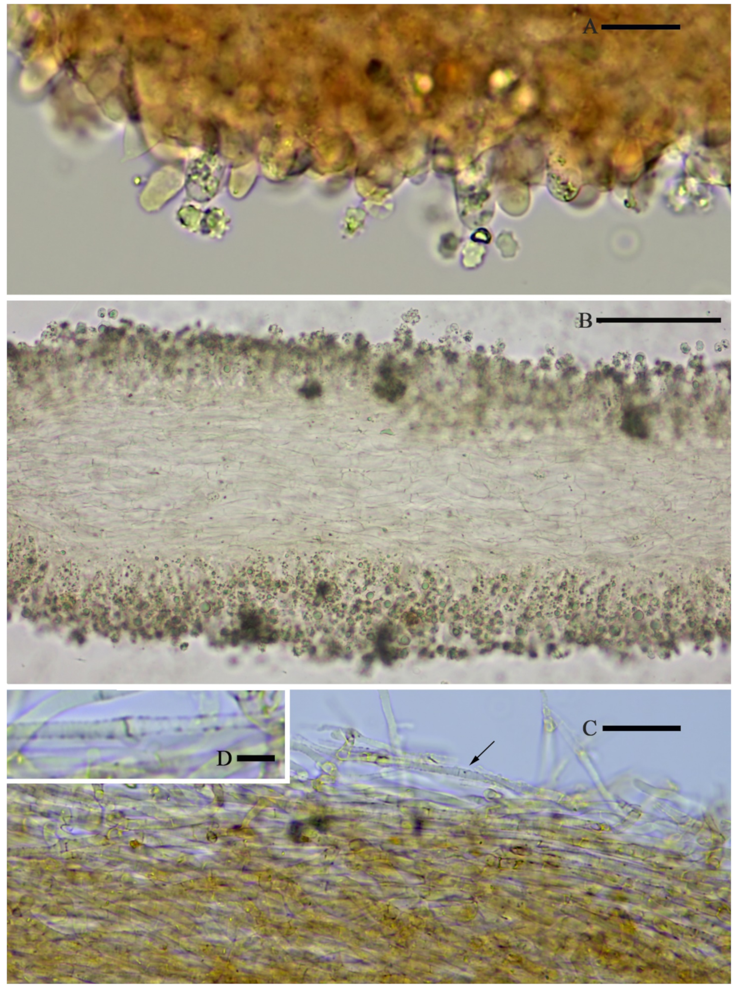 Jof 07 01086 g005 550