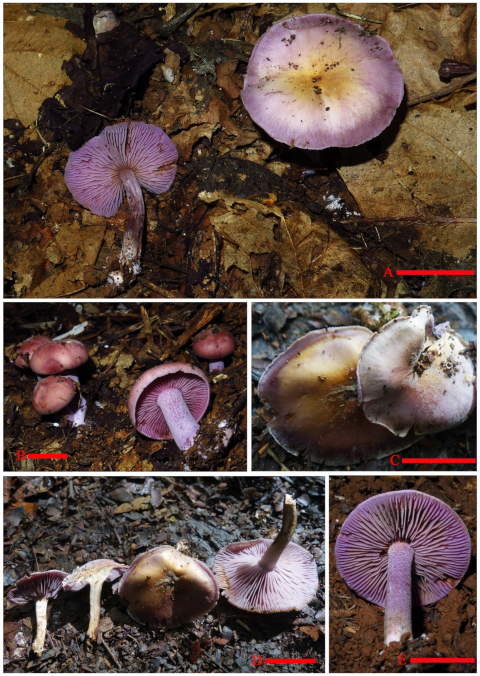 Jof 07 01086 g008 550