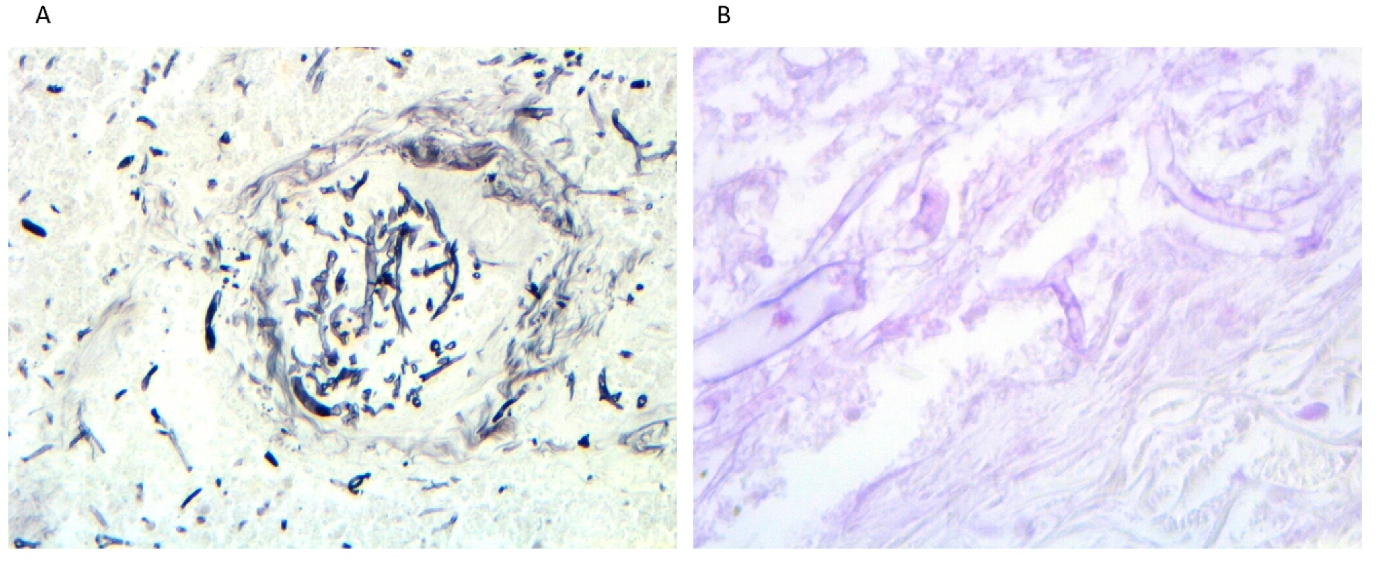 Jof 07 01089 g001 550