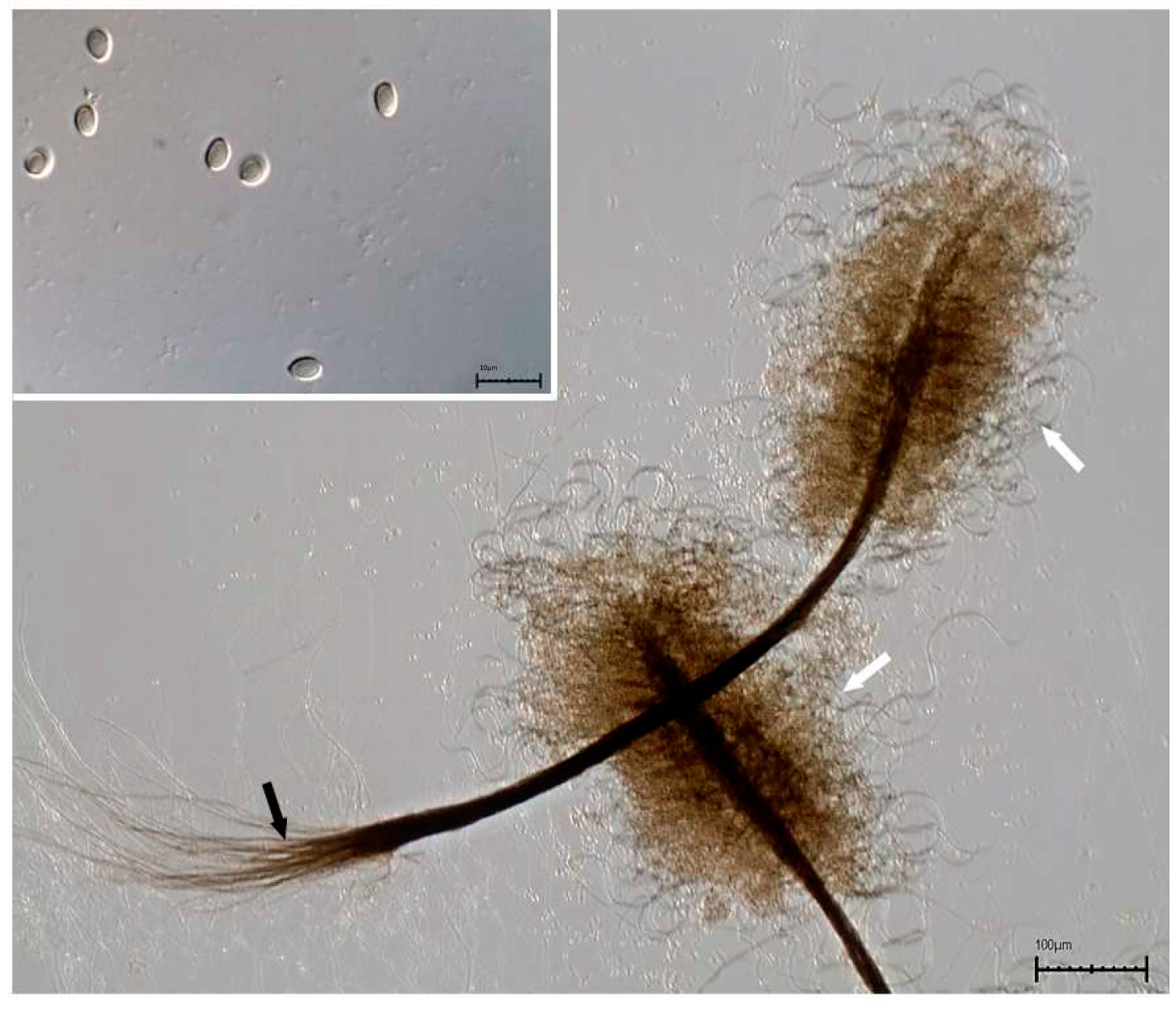 Jof 07 01089 g003 550