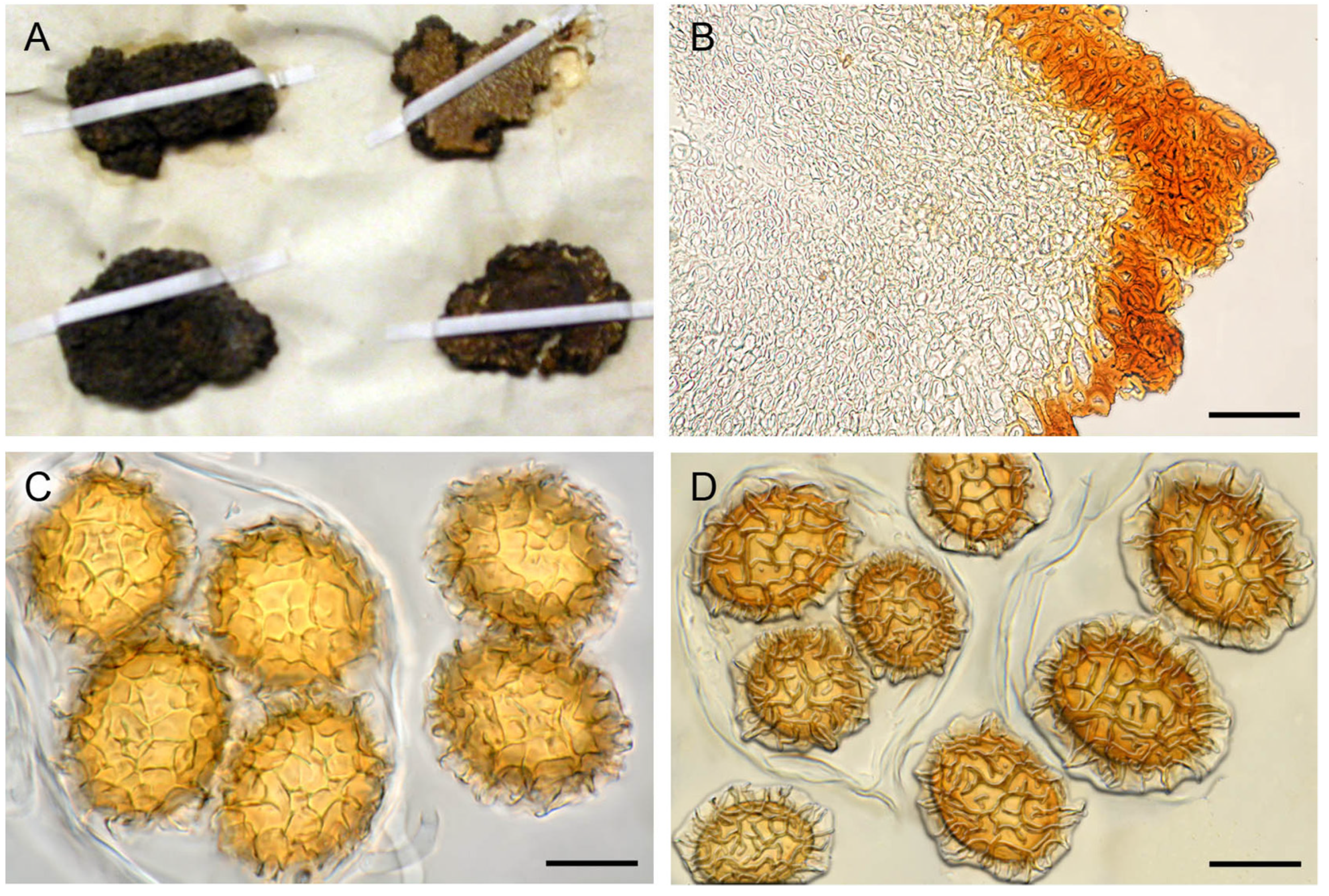 Jof 07 01090 g005 550