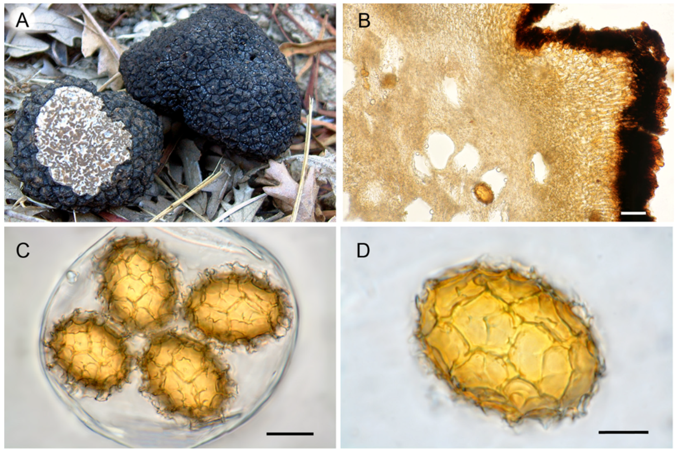 Jof 07 01090 g006 550