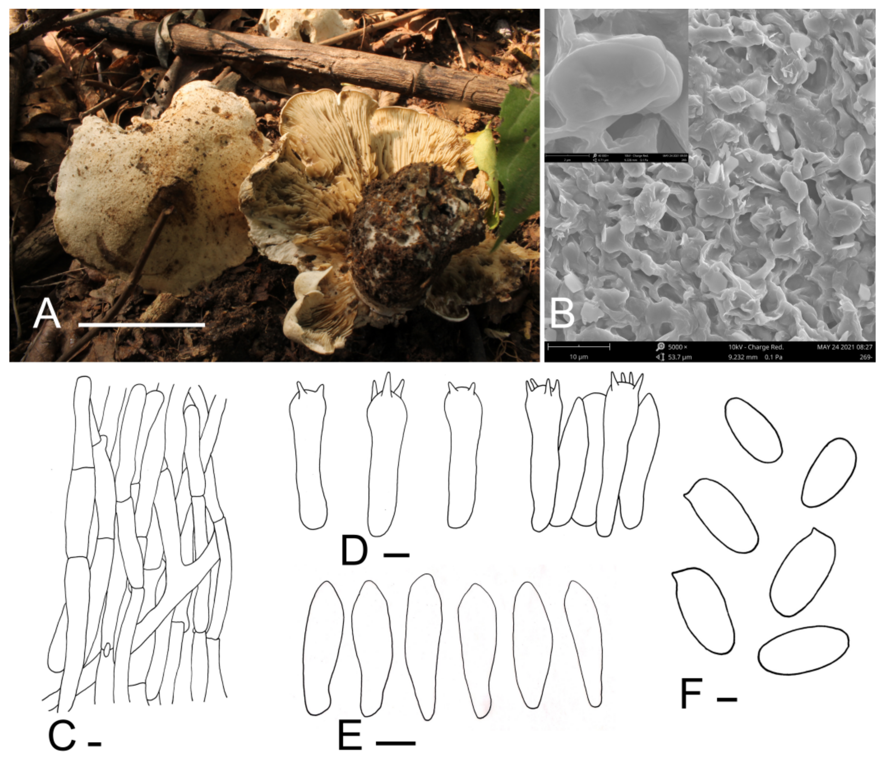 Jof 07 01101 g002 550