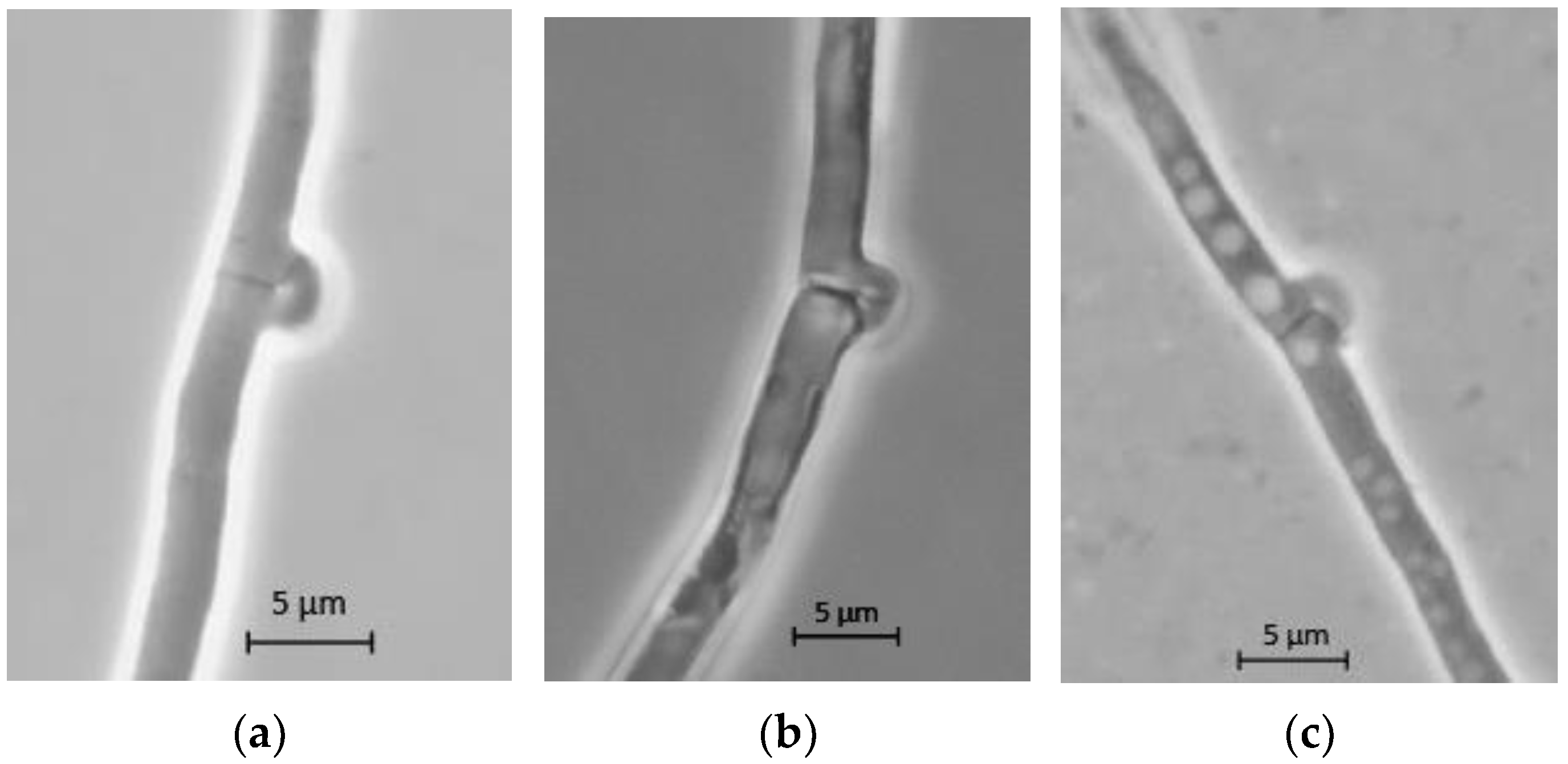 Jof 08 00007 g009 550