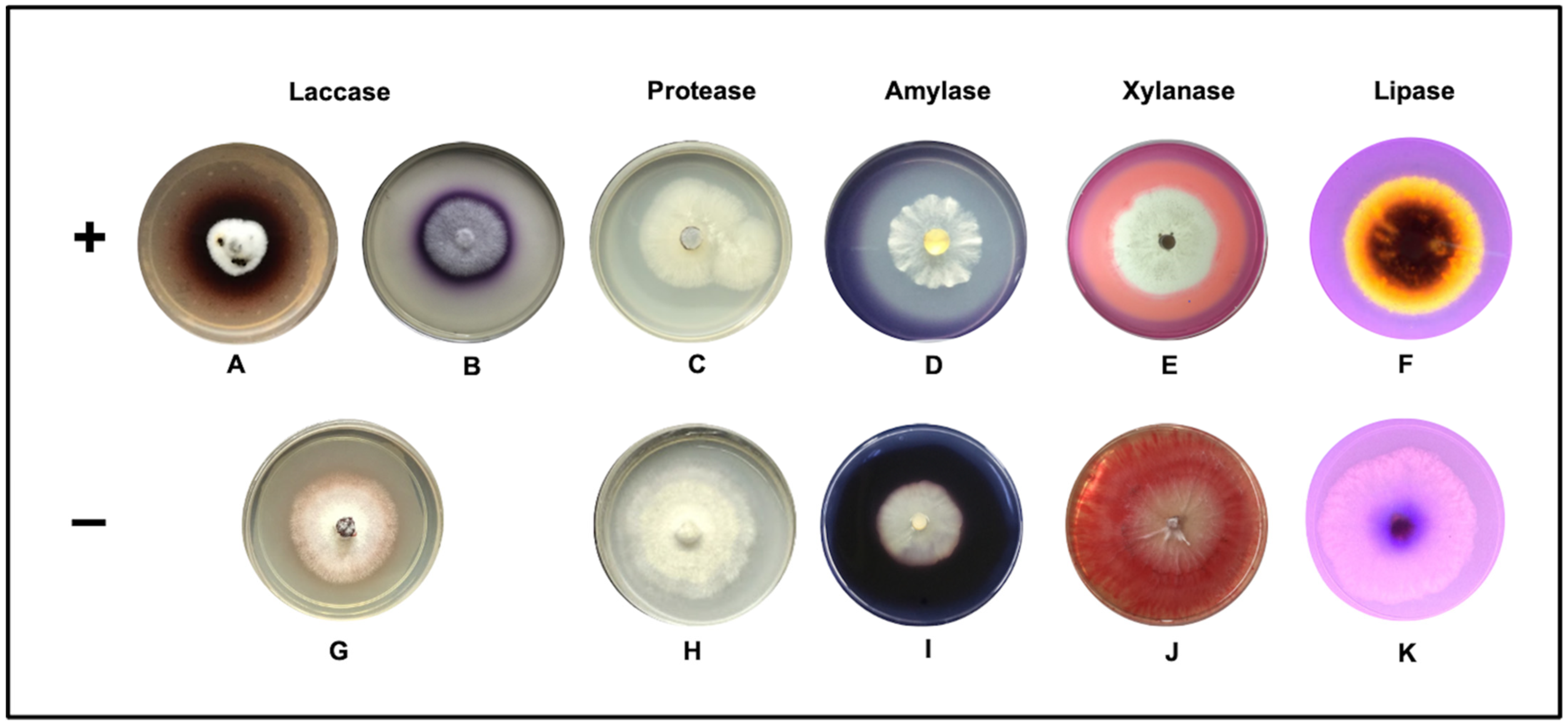 Jof 08 00022 g002 Jof 08 00022 g002