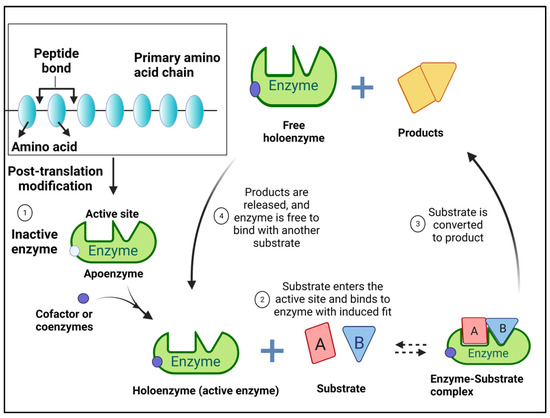 A Comprehensive Insight into Fungal Enzymes: Structure Classification