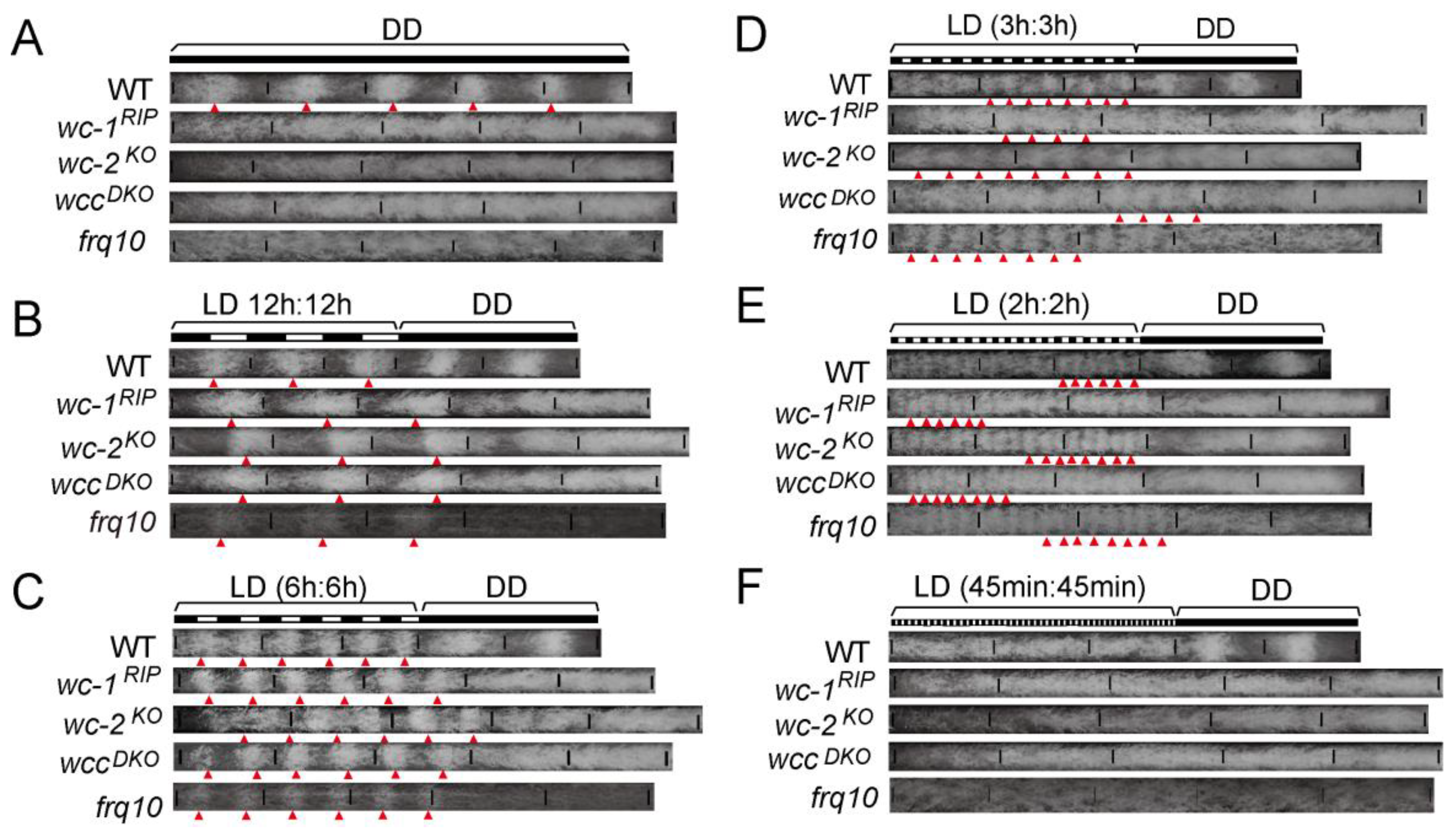 Jof 08 00027 g003 Jof 08 00027 g003
