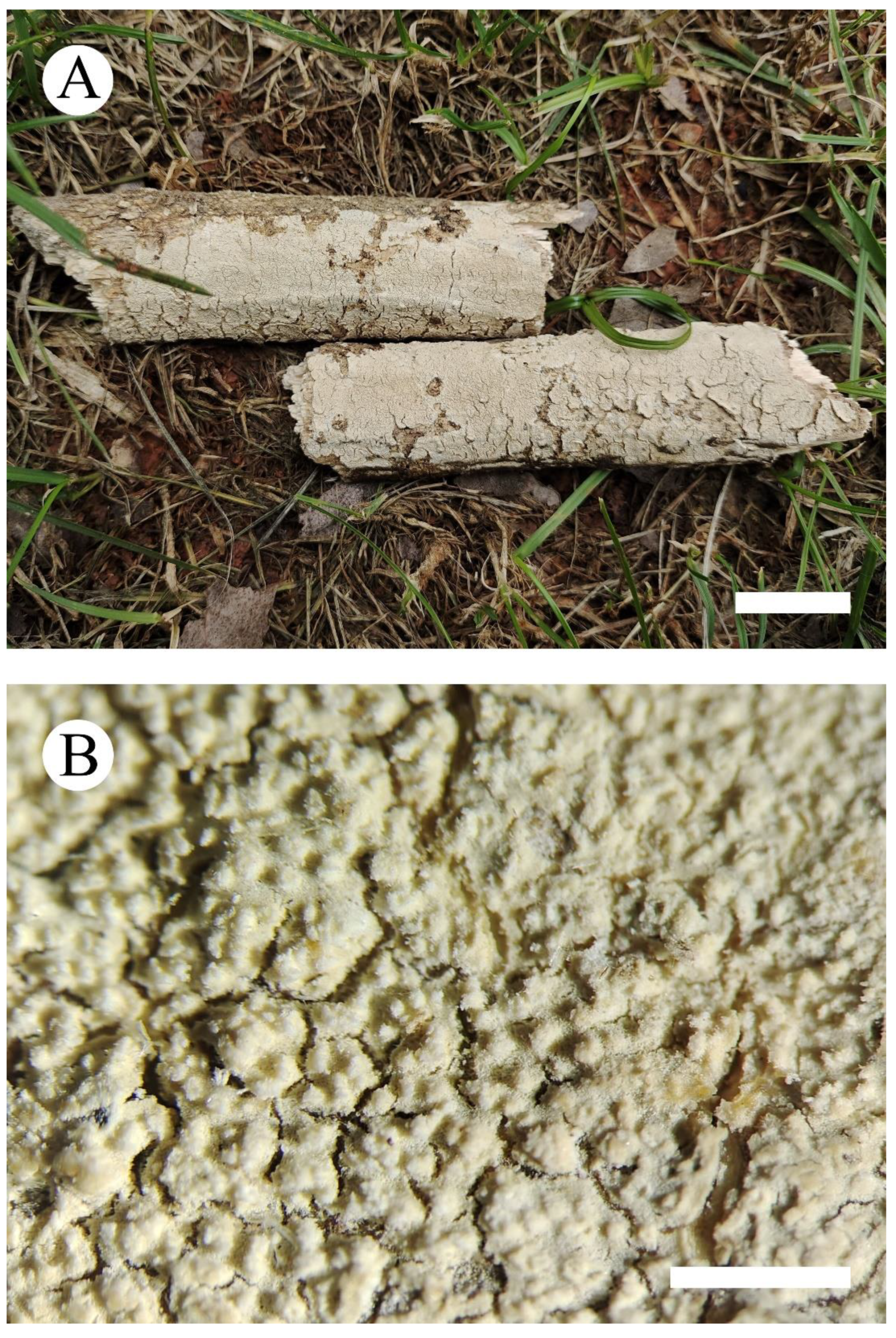 Jof 08 00035 g003 550