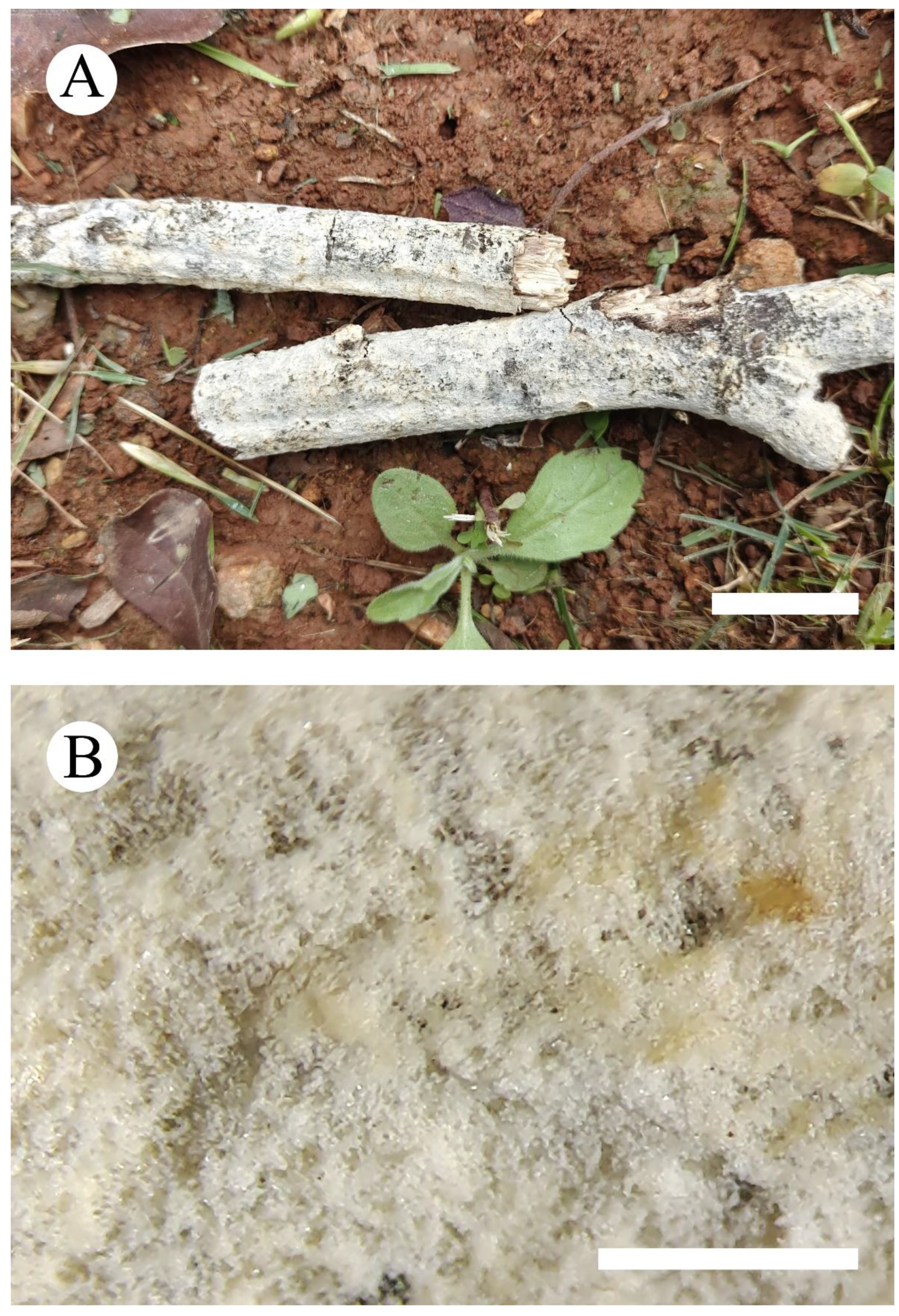 Jof 08 00035 g005 550