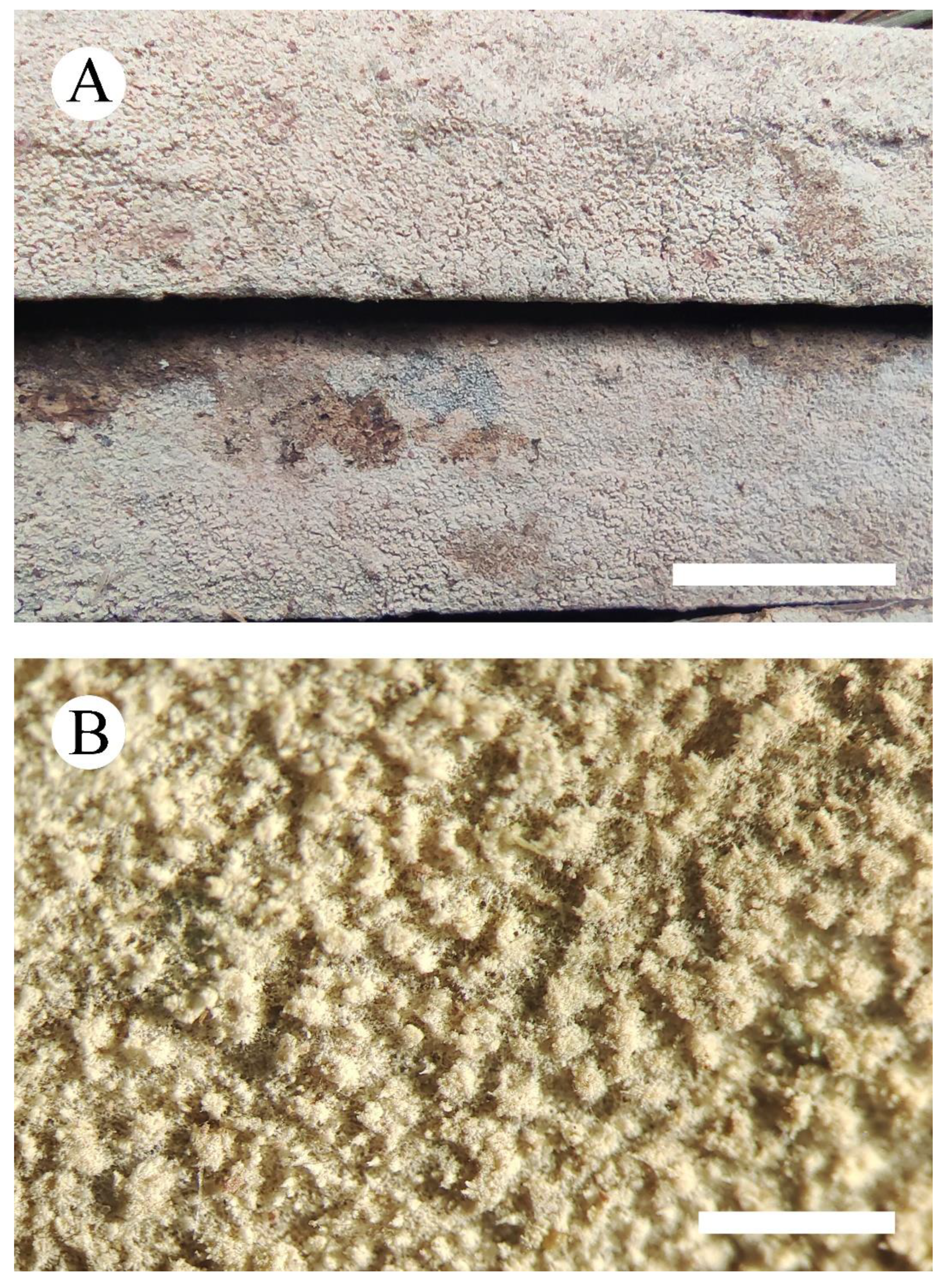 Jof 08 00035 g007 550