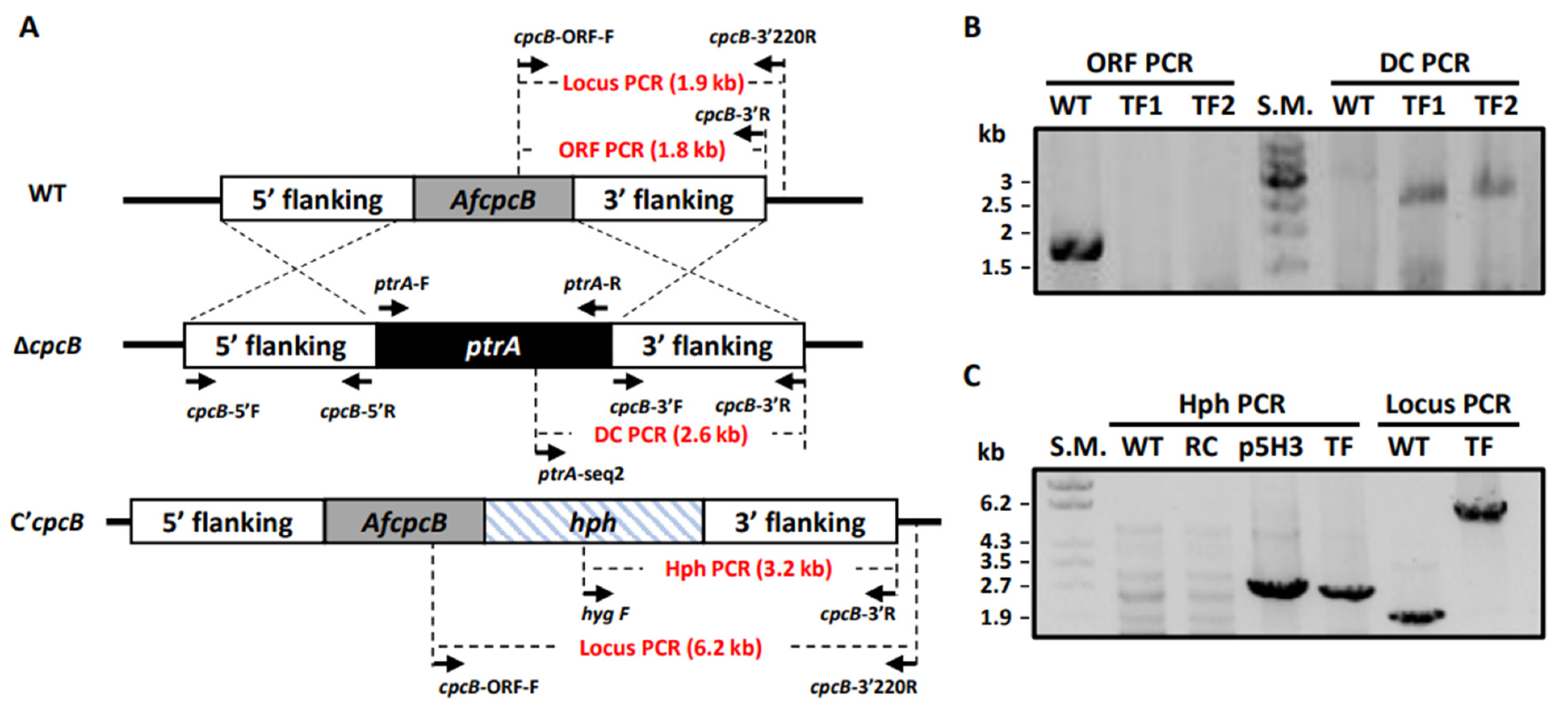 Jof 08 00056 g001 Jof 08 00056 g001