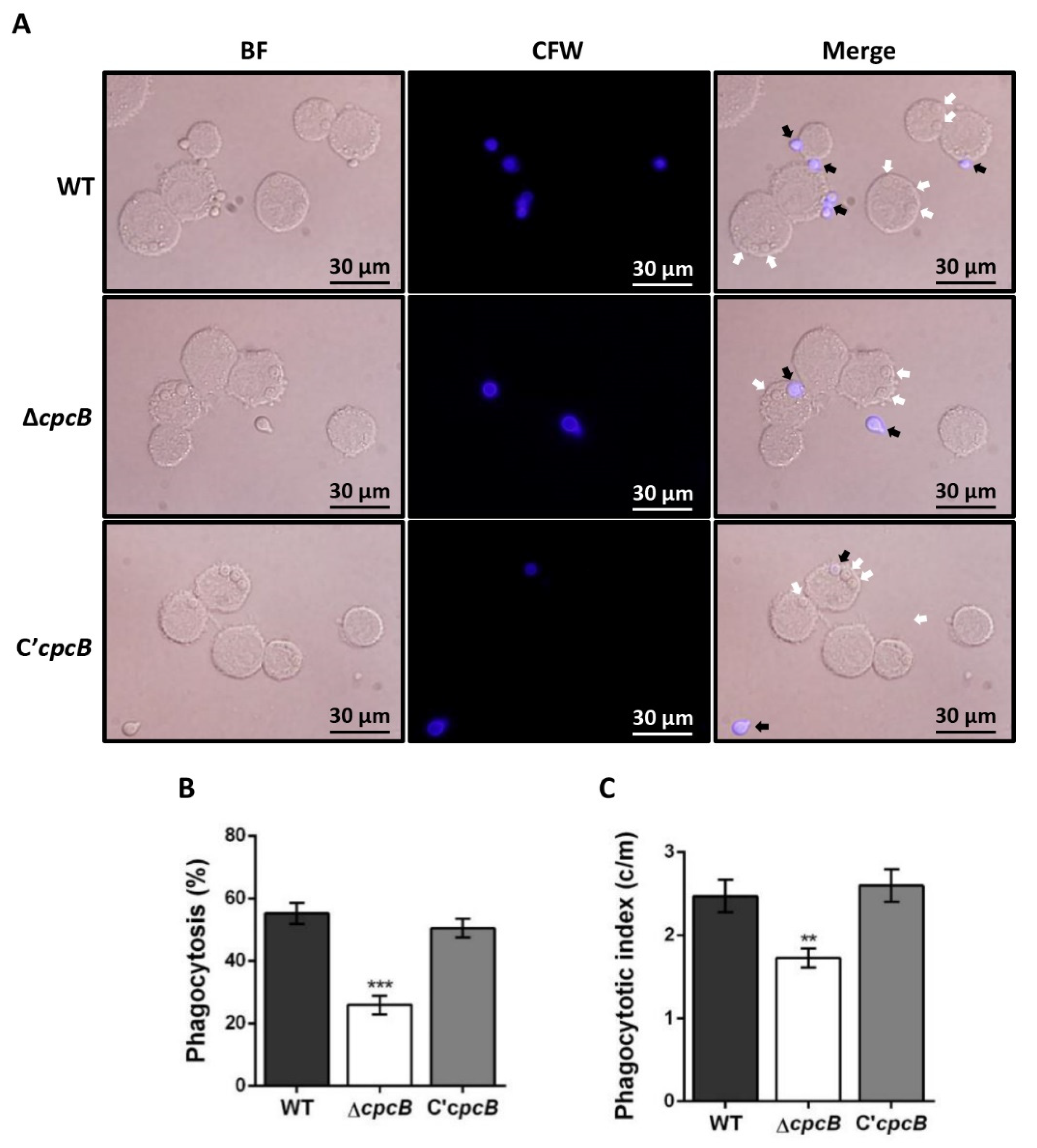 Jof 08 00056 g004 Jof 08 00056 g004