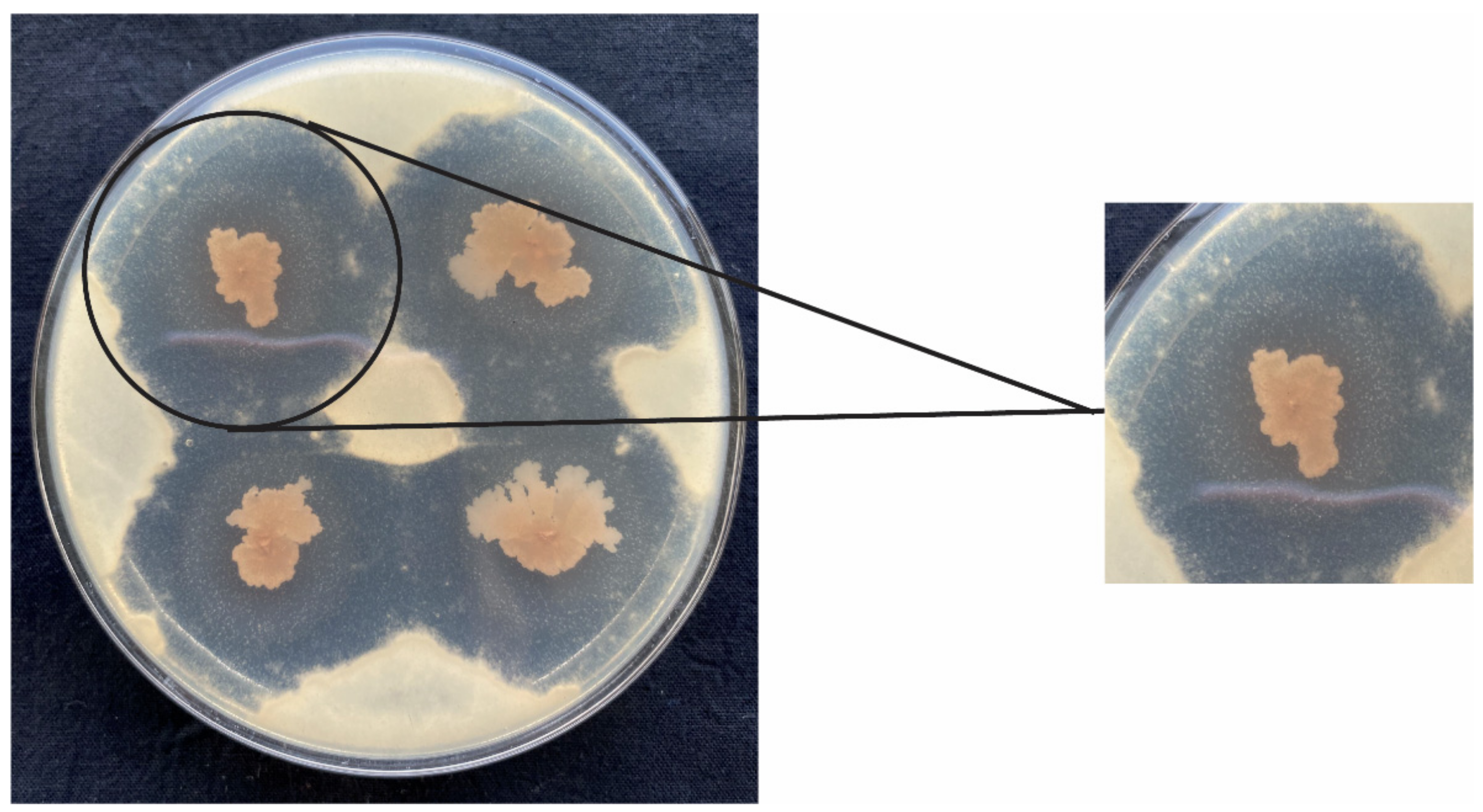 Jof 08 00080 g002 550