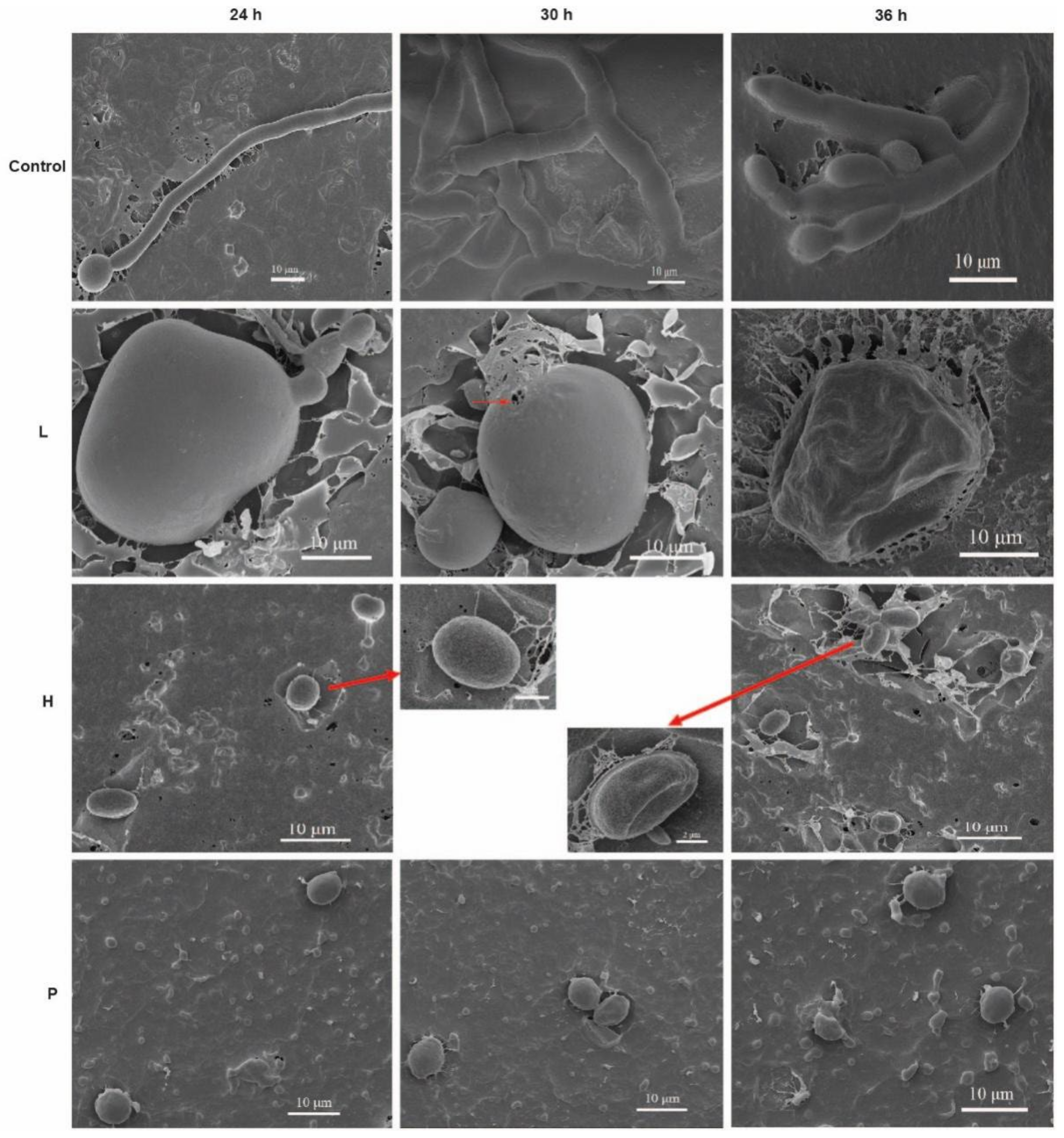 Jof 08 00080 g006 550