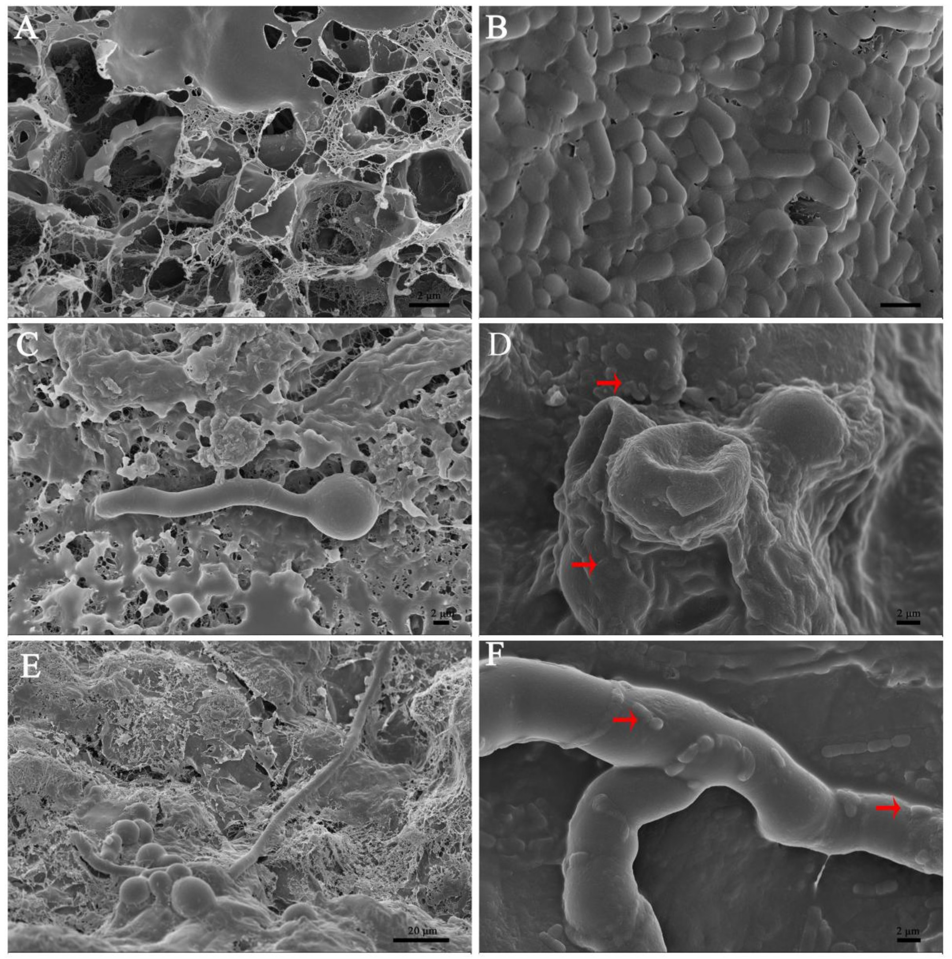 Jof 08 00080 g010 550