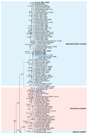 Endophytic Colletotrichum Species from Aquatic Plants in