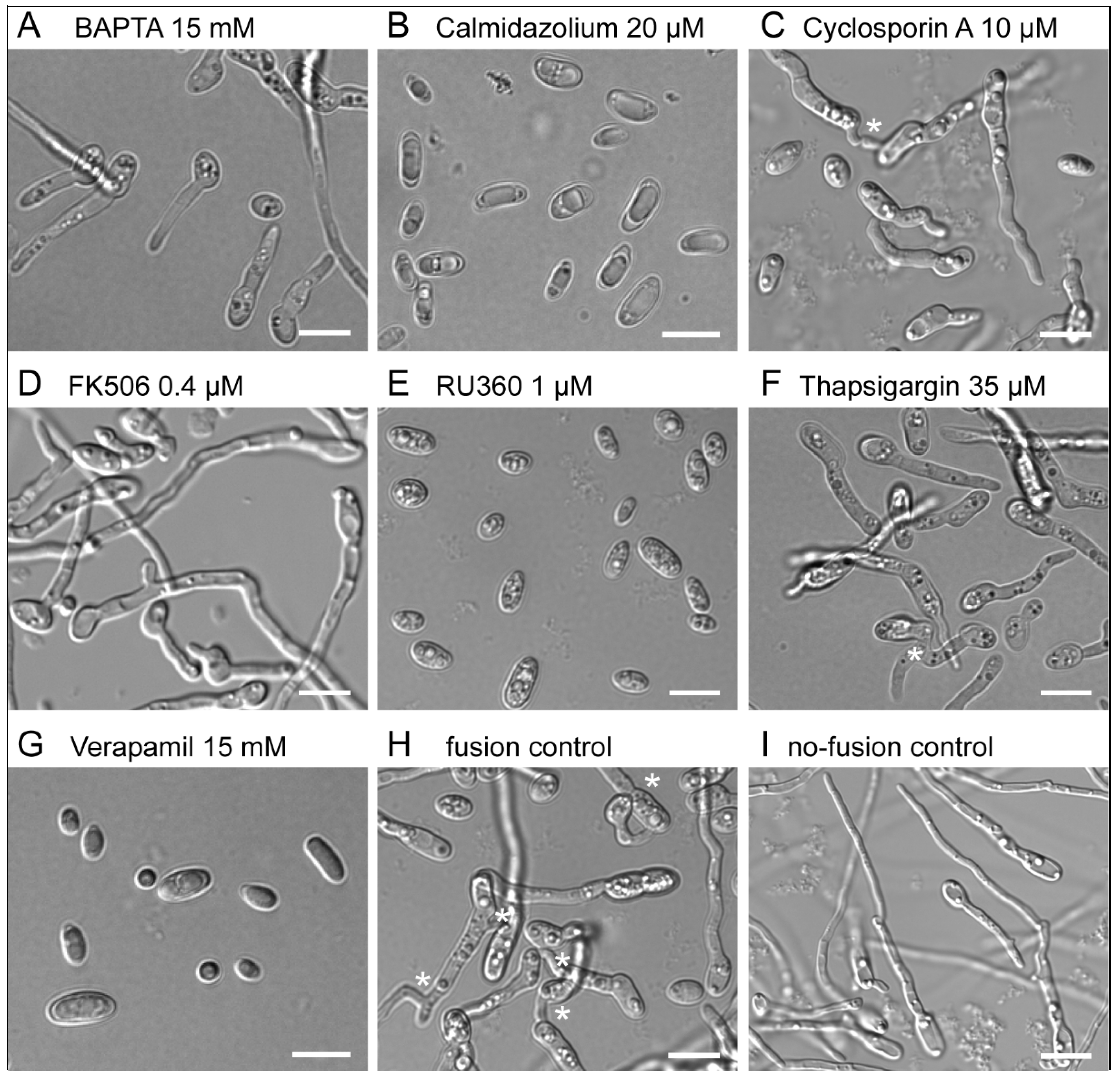 Jof 08 00090 g001 Jof 08 00090 g001
