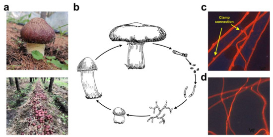 JoF | Free Full-Text | Whole Genome Sequence of an Edible Mushroom Stropharia rugosoannulata (Daqiugaigu) JoF | Free Full-Text | Whole Genome Sequence of an Edible Mushroom Stropharia rugosoannulata (Daqiugaigu)