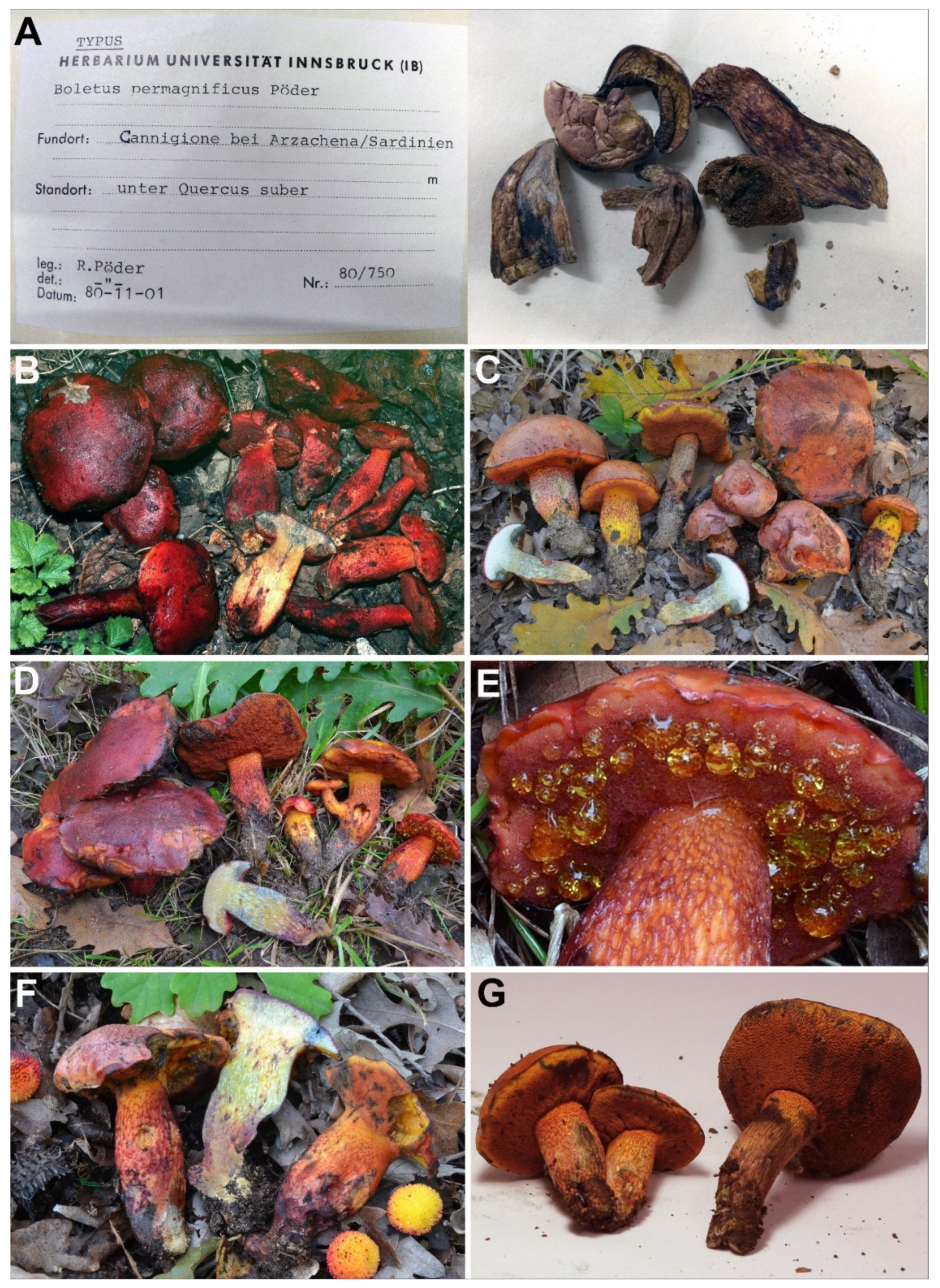 Jof Free Full Text Reappraisal Of The Genus Exsudoporus Boletaceae Worldwide Based On Multi Gene Phylogeny Morphology And Biogeography And Insights On Amoenoboletus Html