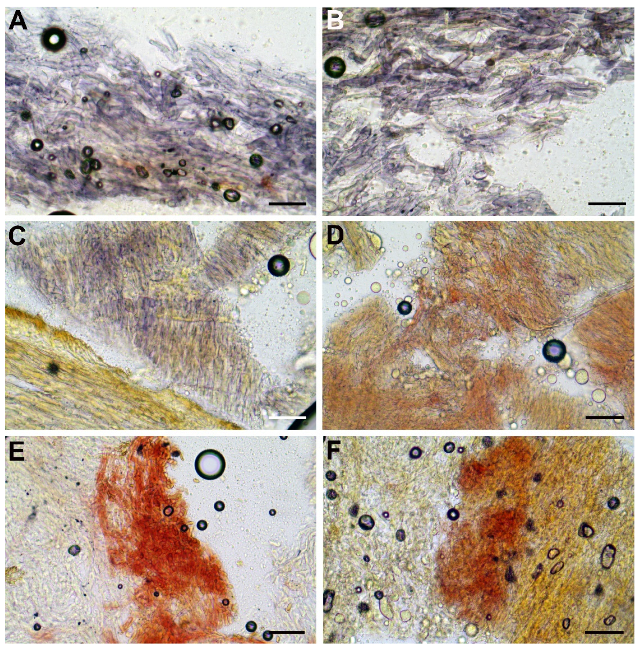 Jof 08 00101 g005 Jof 08 00101 g005