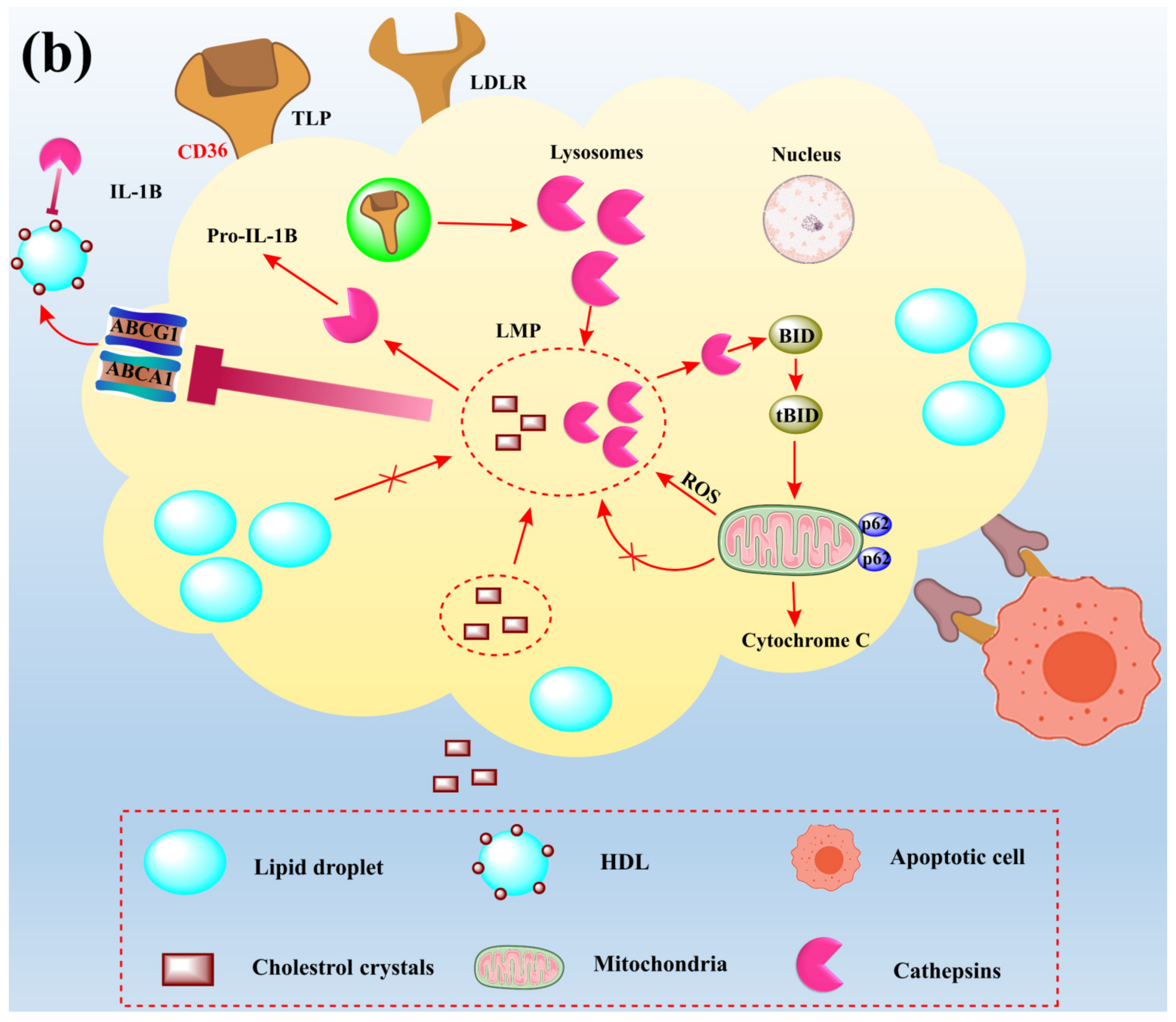 Jof 08 00109 g005b Jof 08 00109 g005b