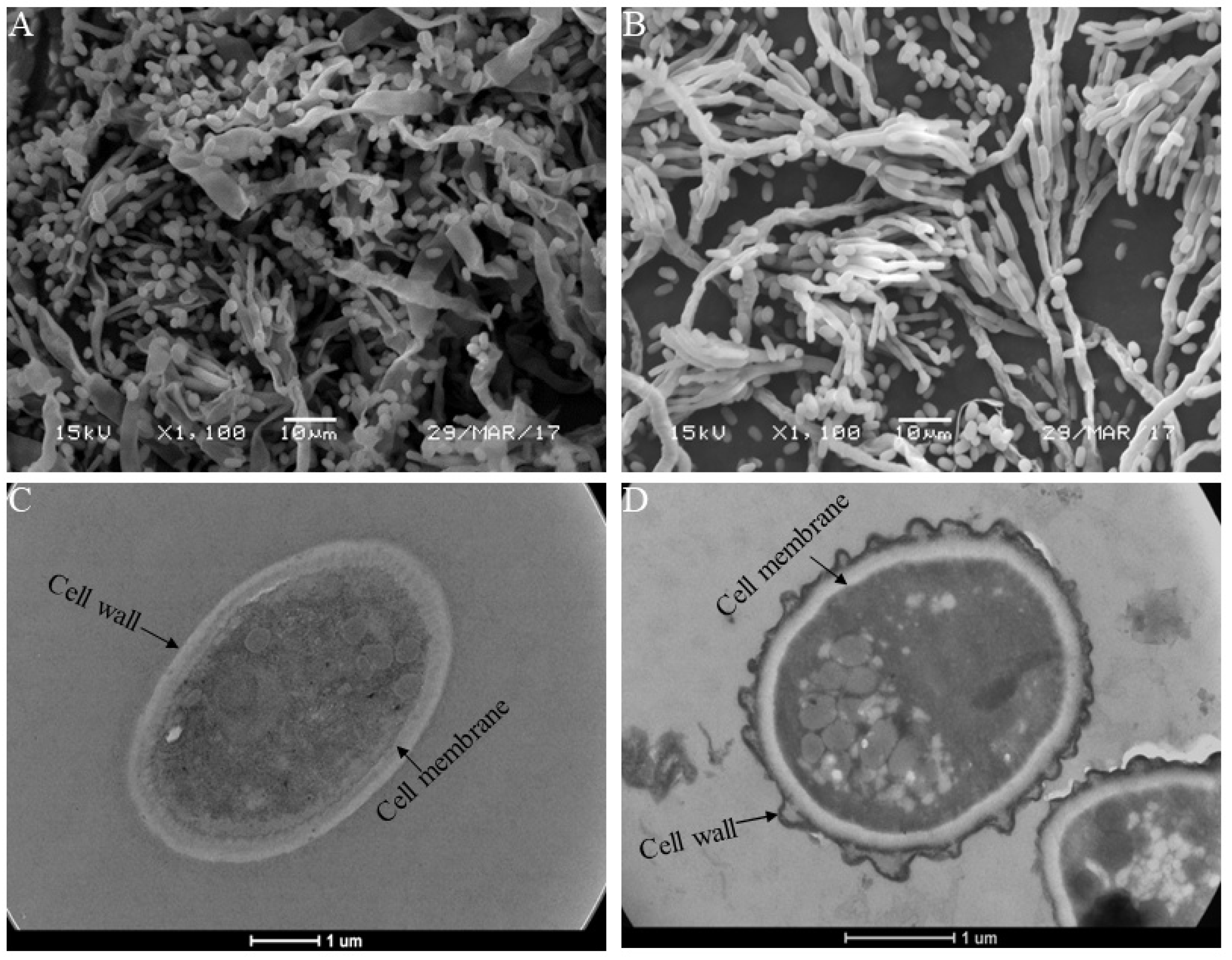 Jof 08 00111 g004 Jof 08 00111 g004