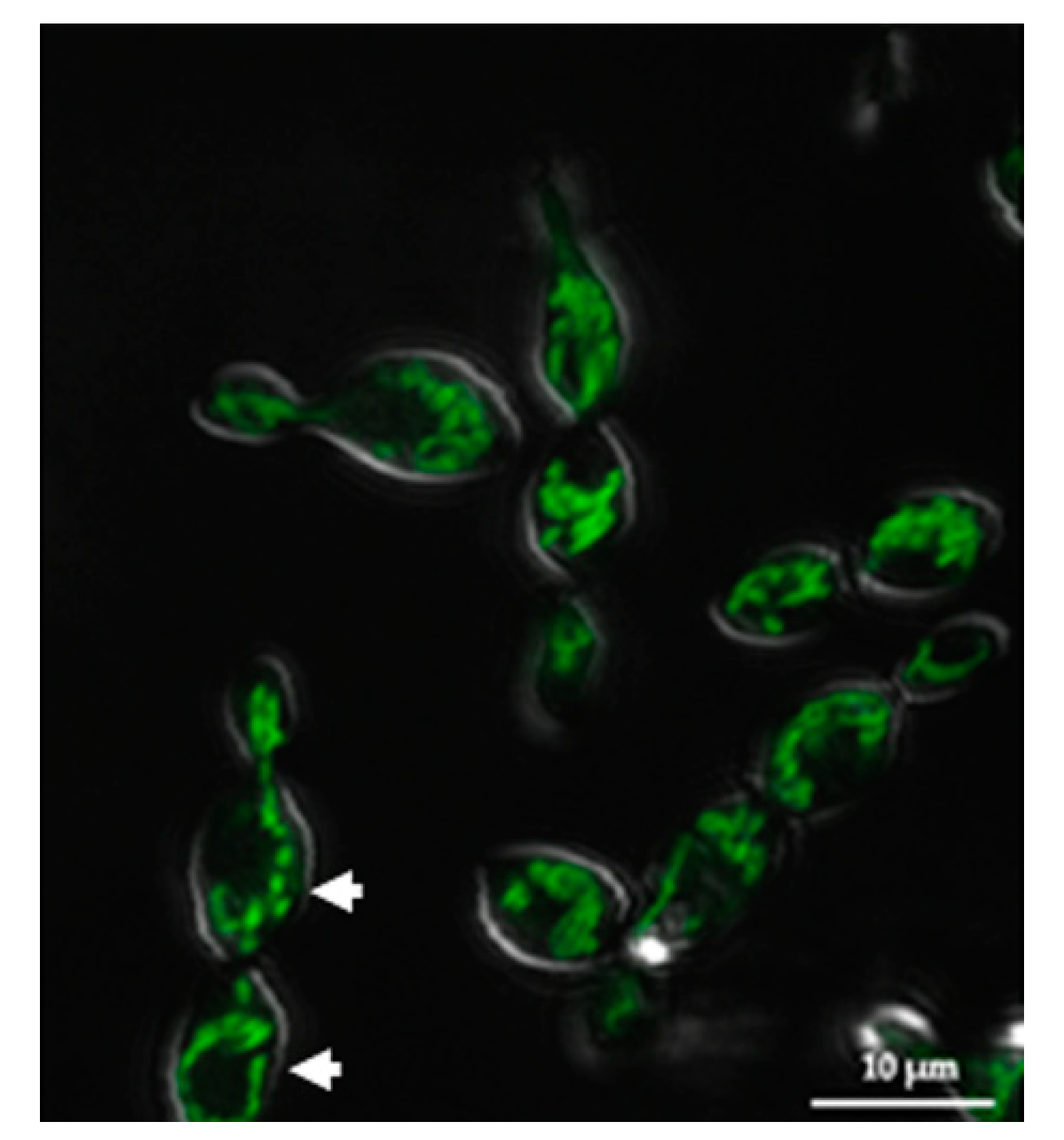 Jof 08 00148 g002 Jof 08 00148 g002