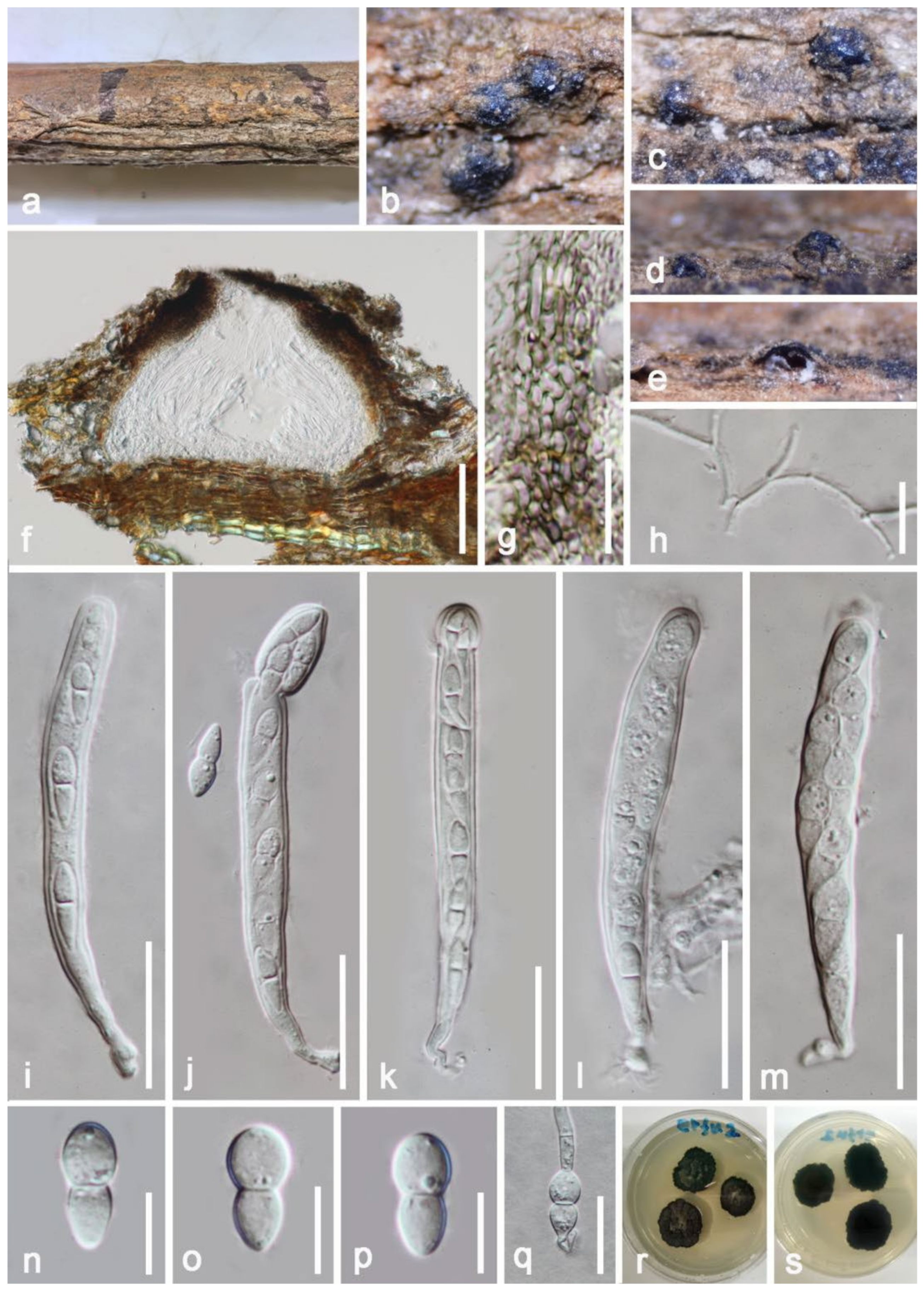 Jof 08 00152 g007 Jof 08 00152 g007