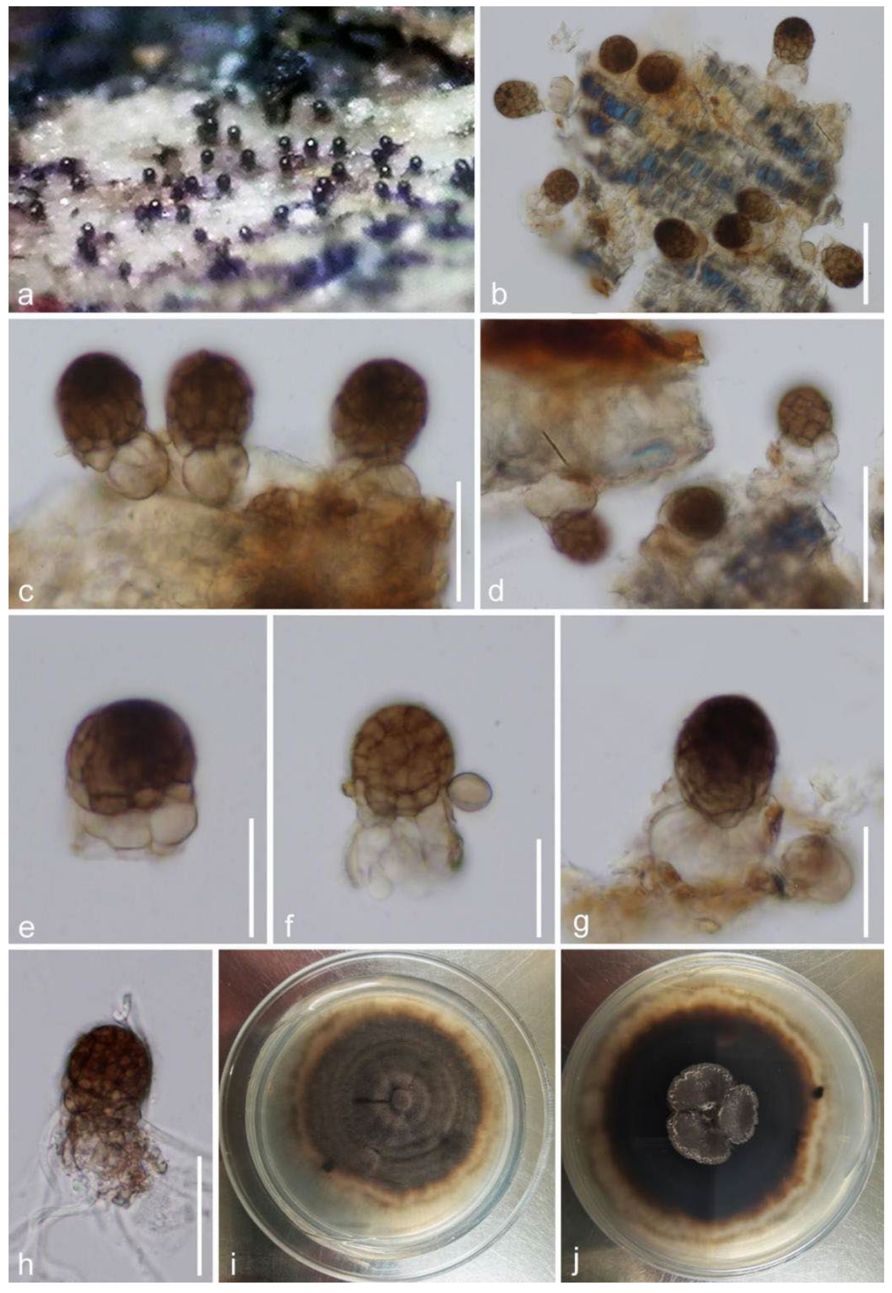 Jof 08 00152 g009 Jof 08 00152 g009