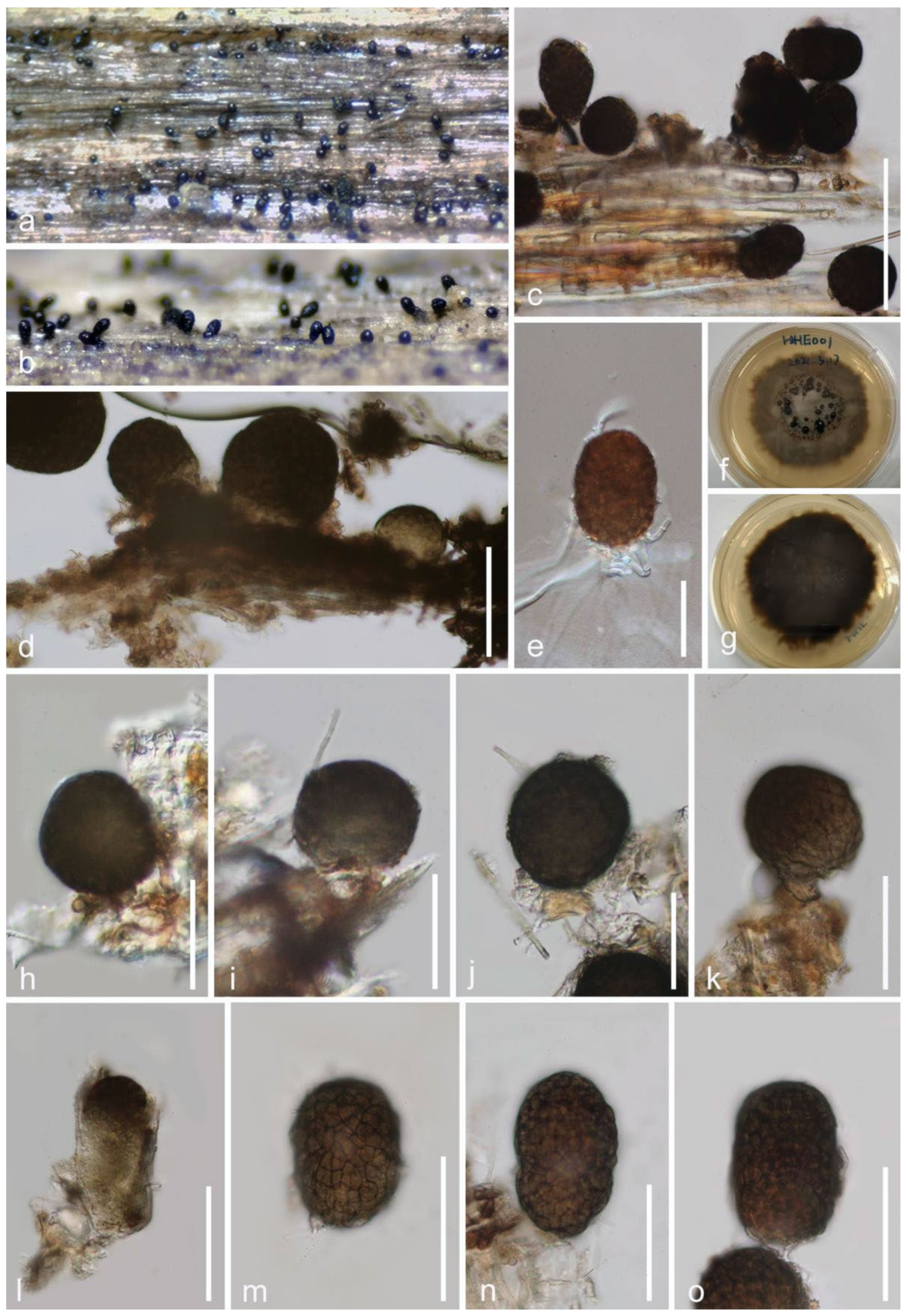 Jof 08 00152 g010 Jof 08 00152 g010