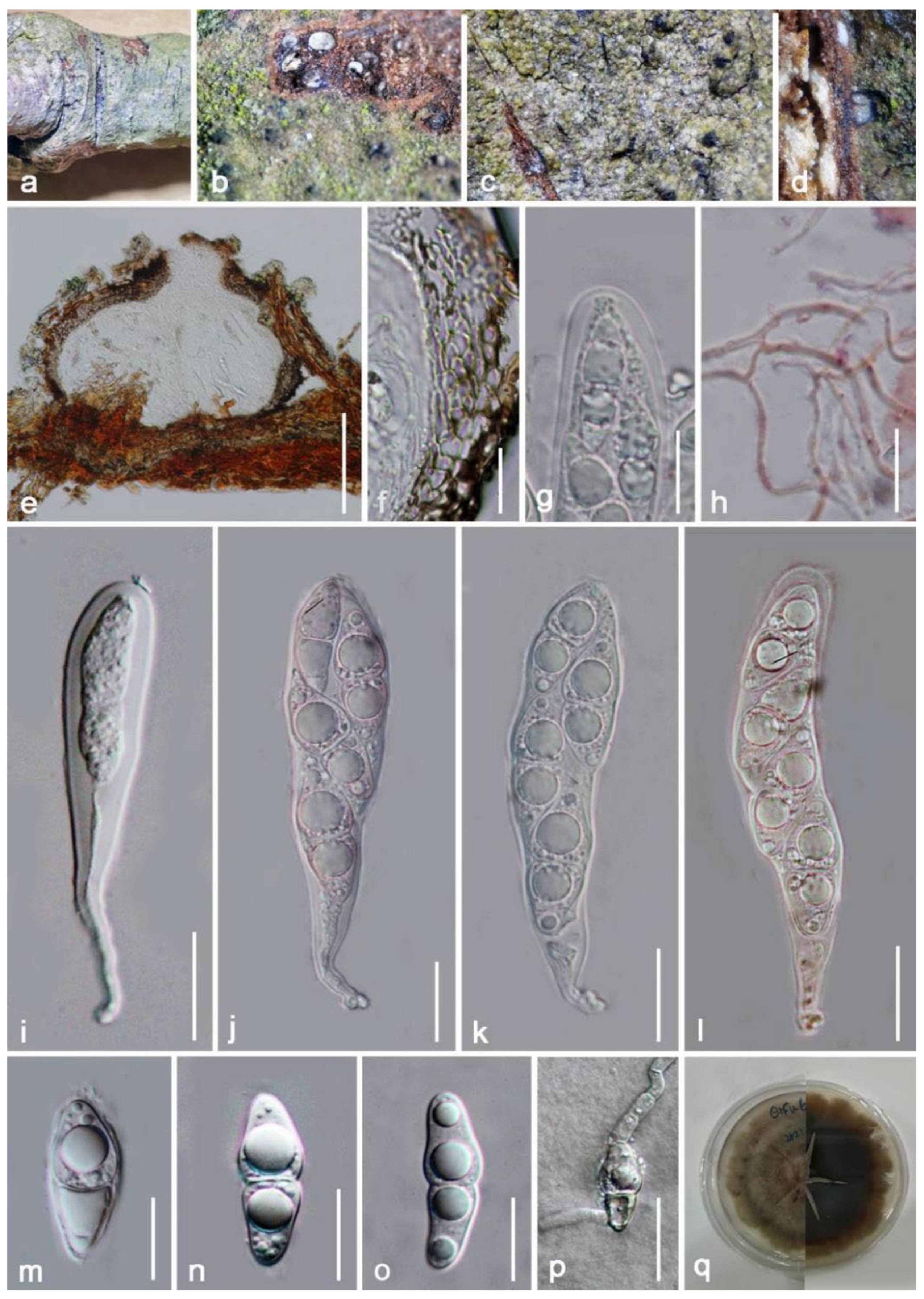 Jof 08 00152 g018 Jof 08 00152 g018