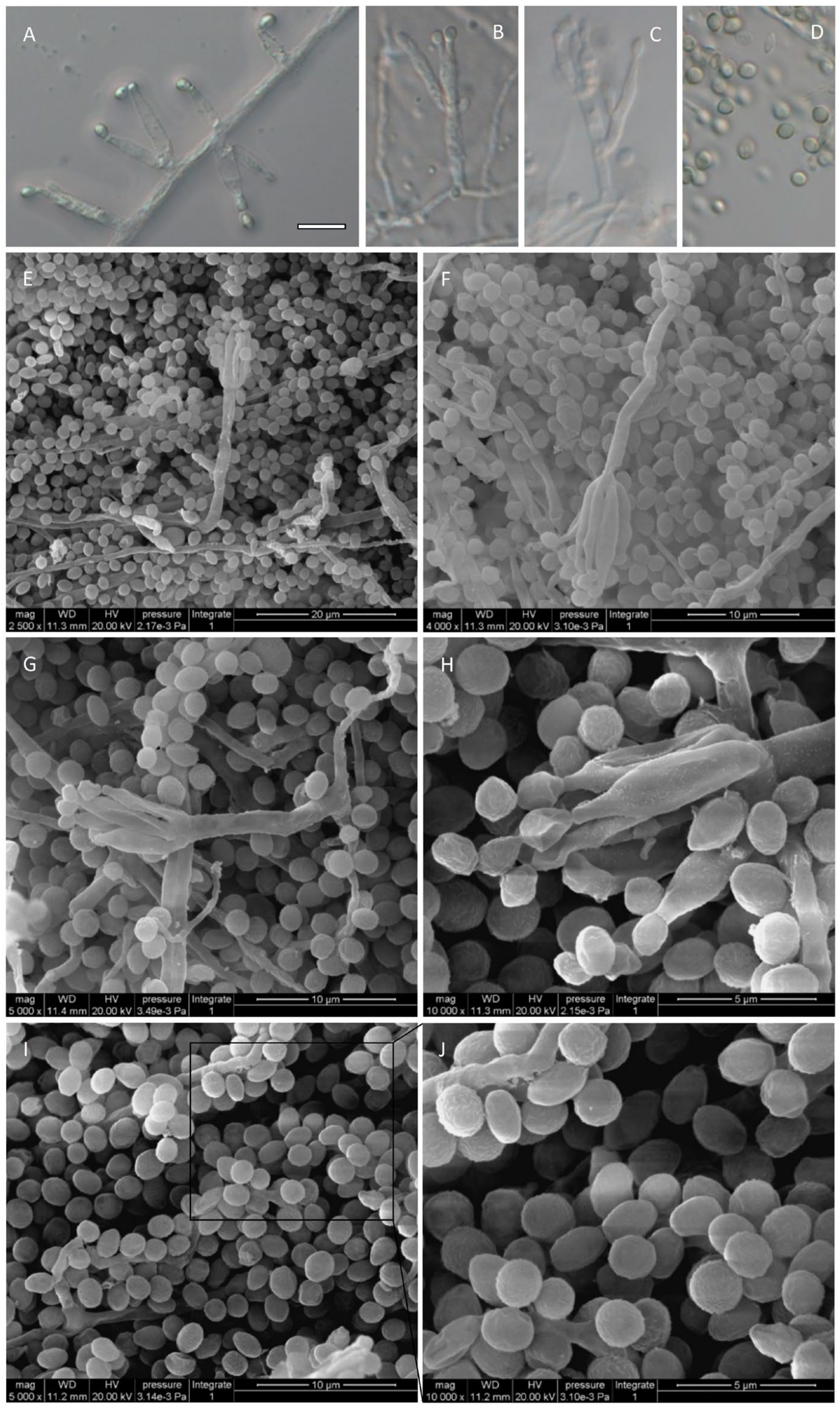 Jof 08 00155 g006 Jof 08 00155 g006