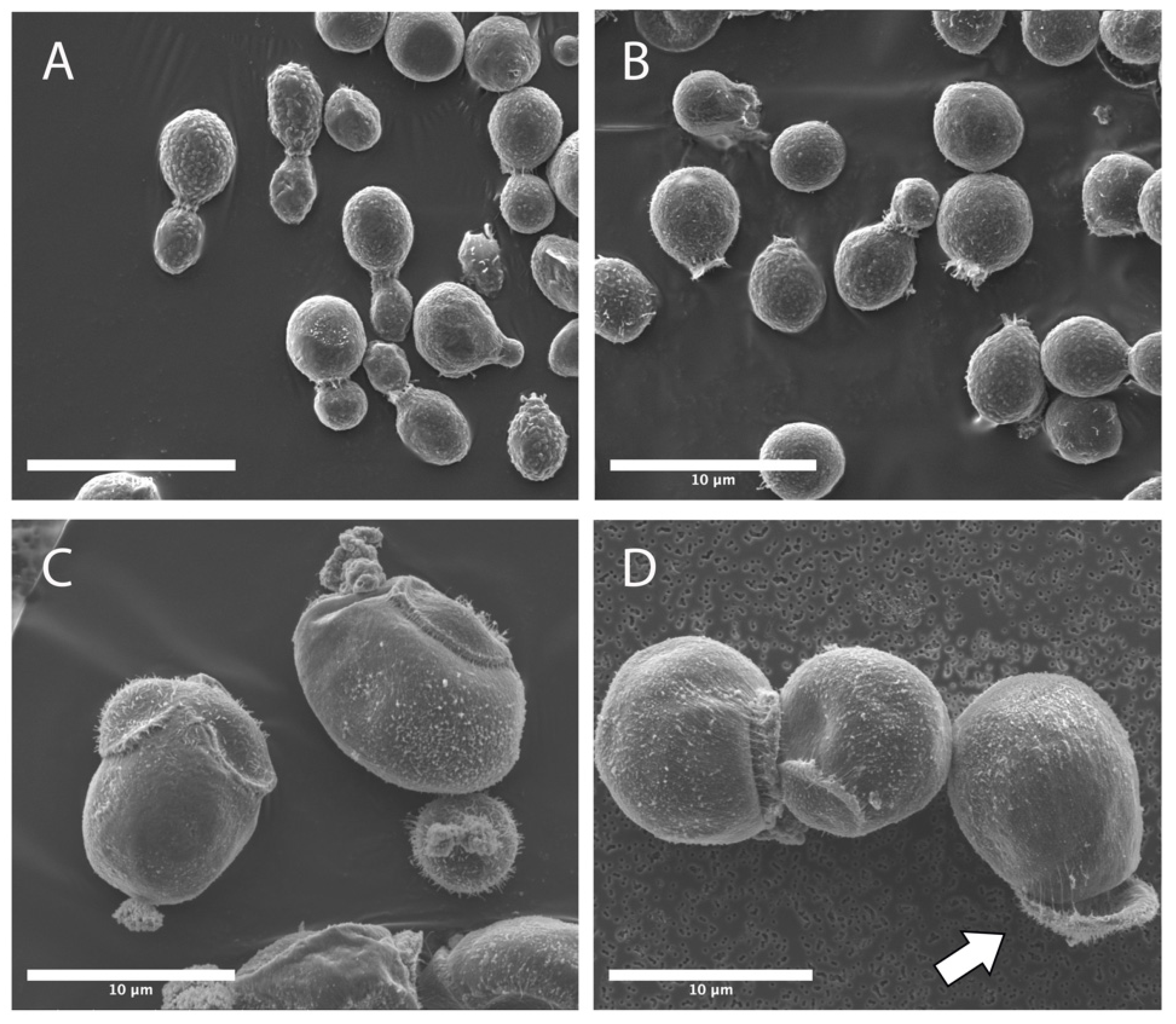 Jof 08 00165 g003 Jof 08 00165 g003