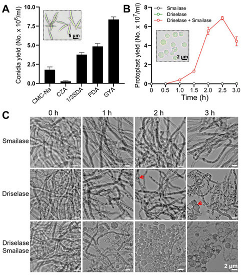 Fusarium Venenatum Hot Sex Picture
