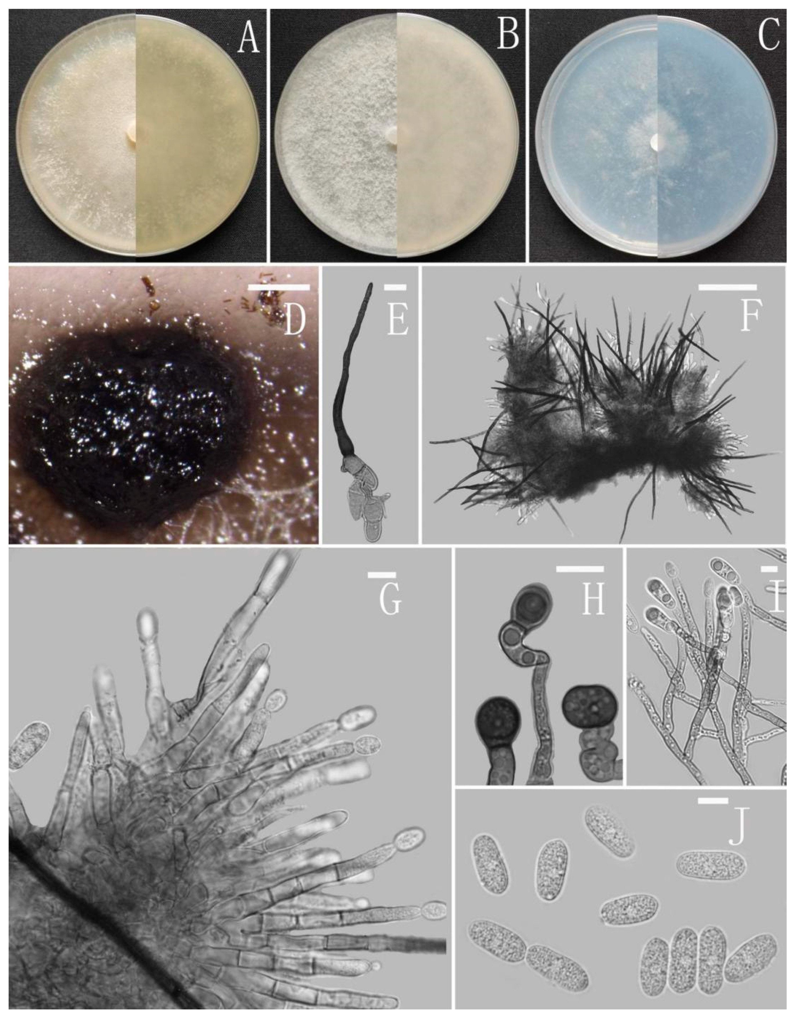 Jof 08 00185 g002 Jof 08 00185 g002