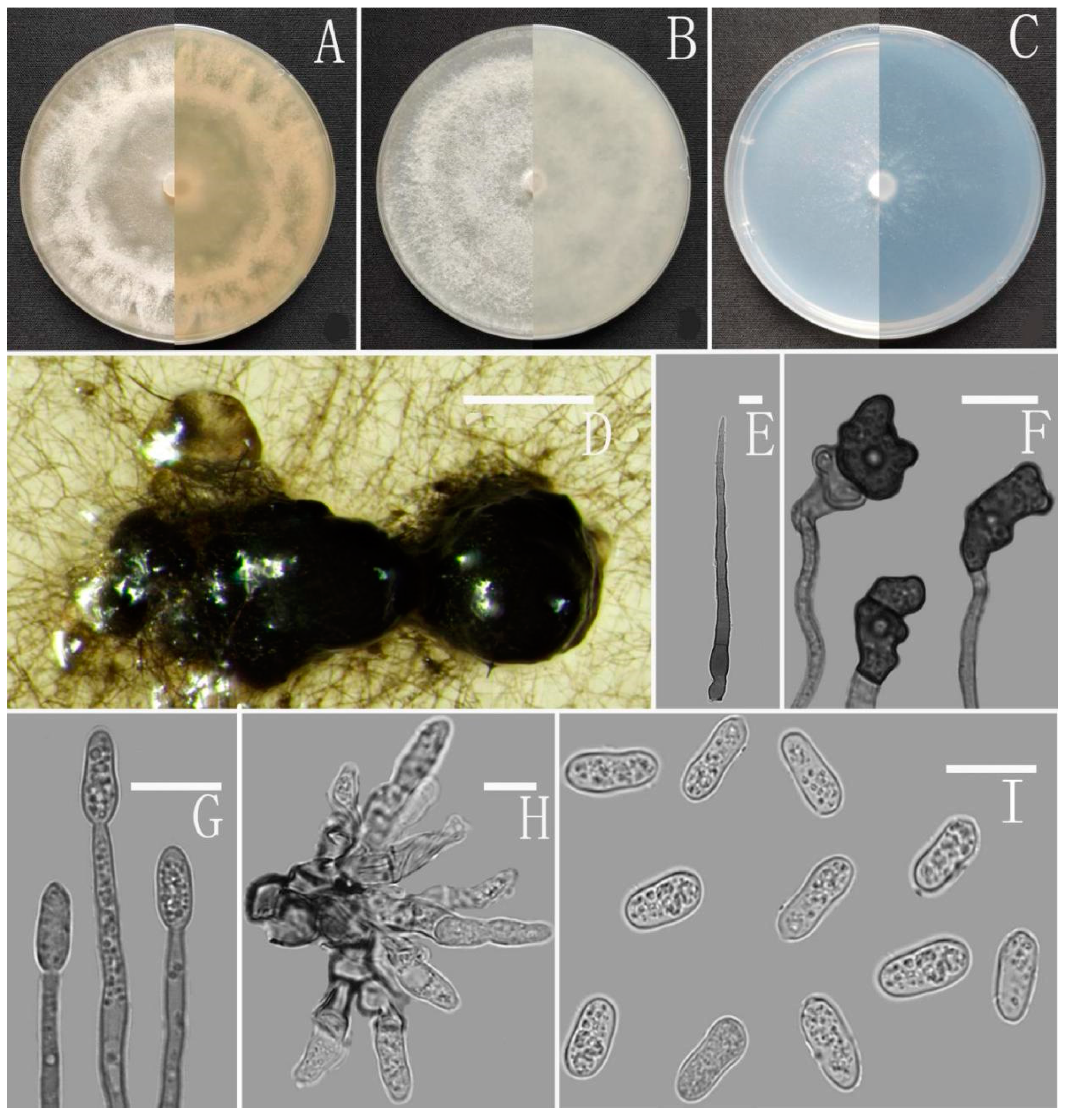Jof 08 00185 g004 Jof 08 00185 g004