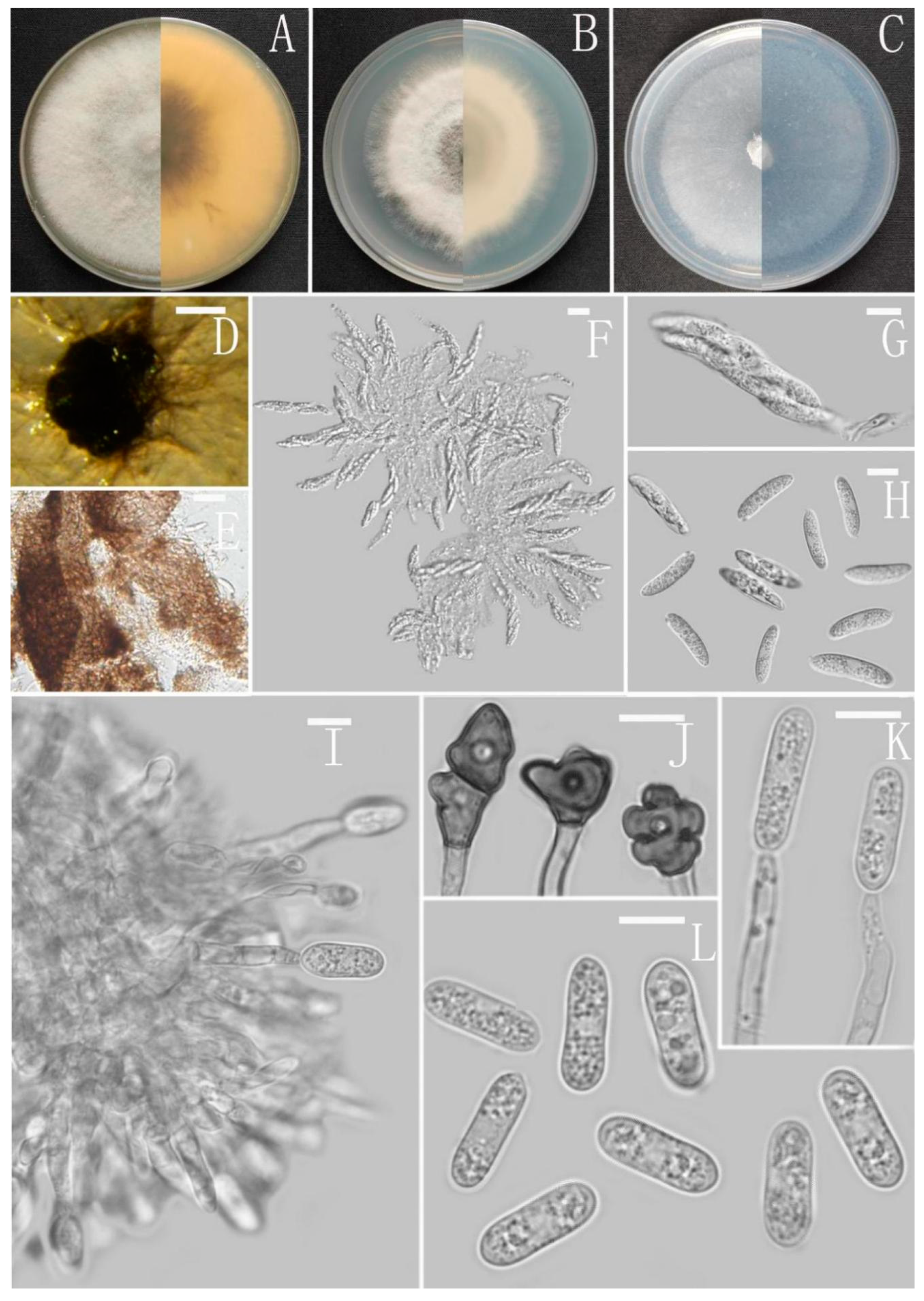 Jof 08 00185 g006 Jof 08 00185 g006