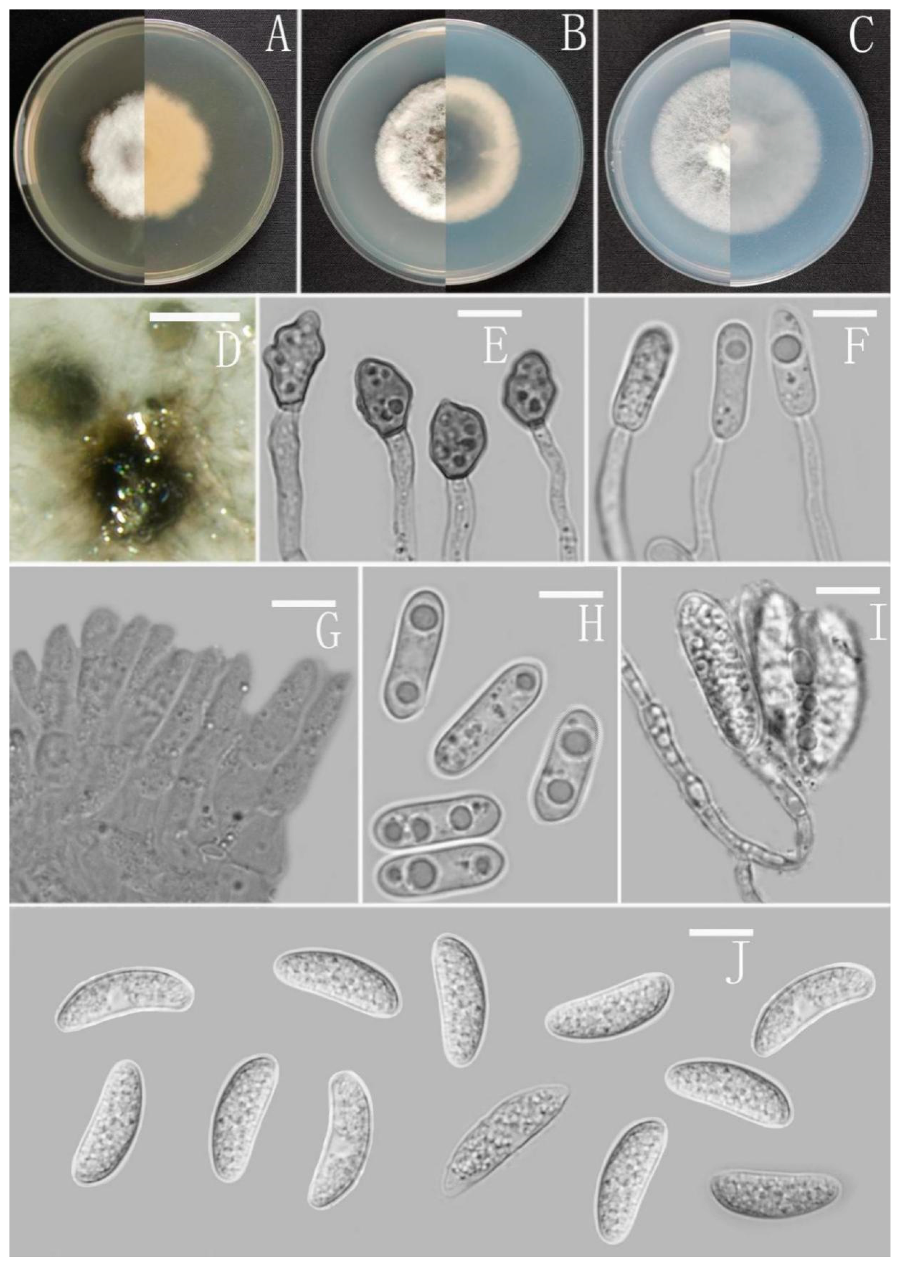 Jof 08 00185 g008 Jof 08 00185 g008